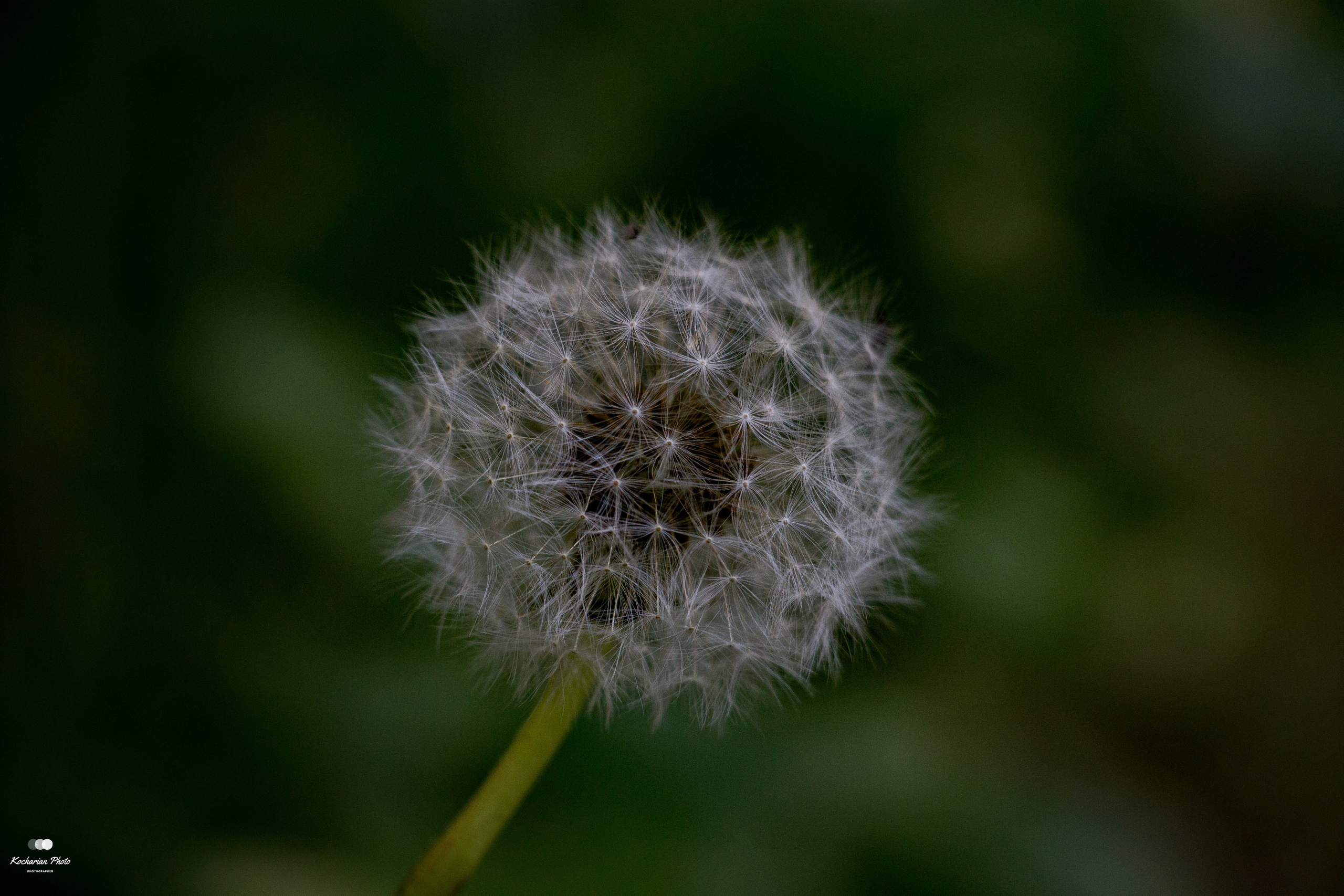 Макросъемка. Photographer K.A.D