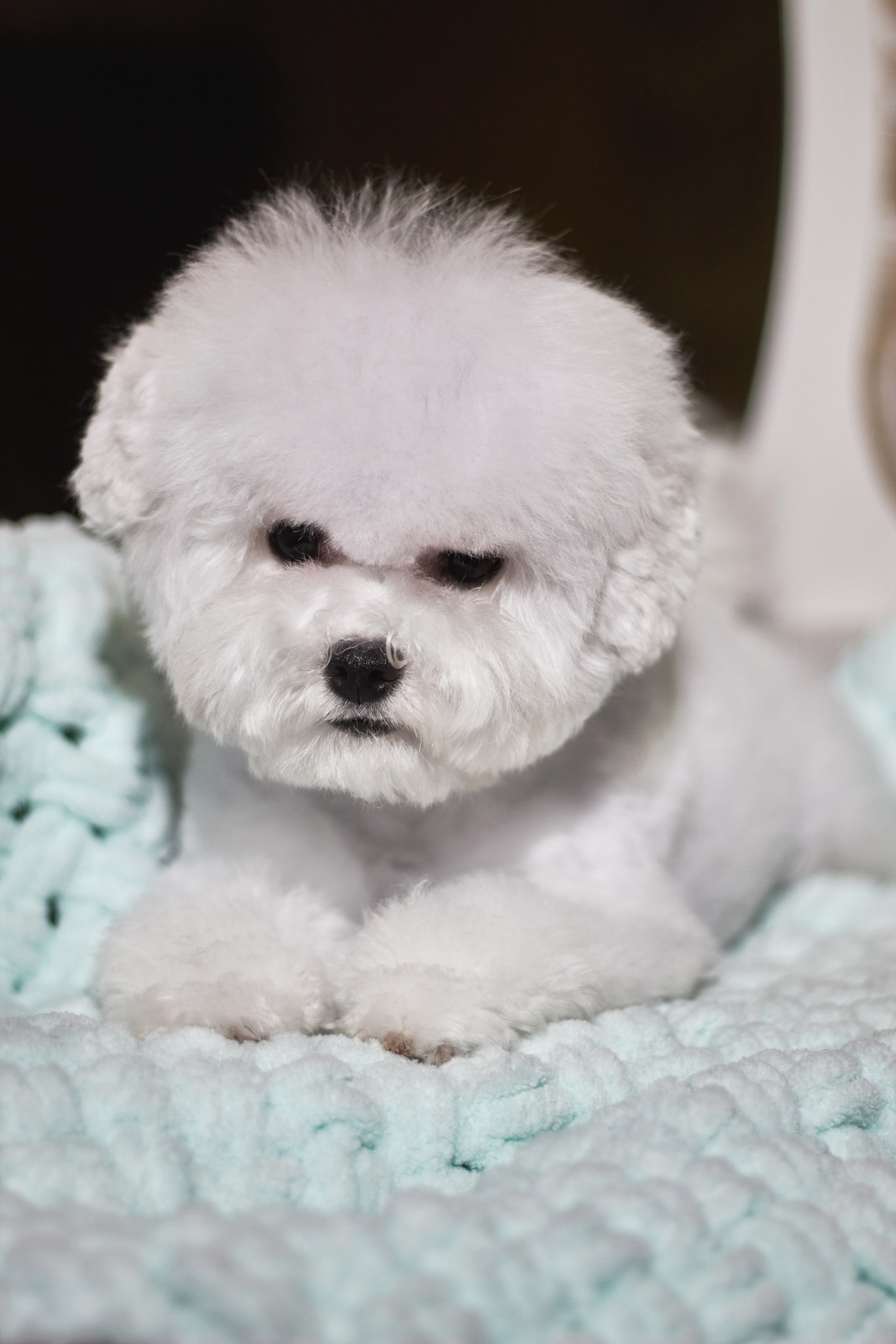 Фотосессия с животными. Фотограф анималист — Тула, Москва