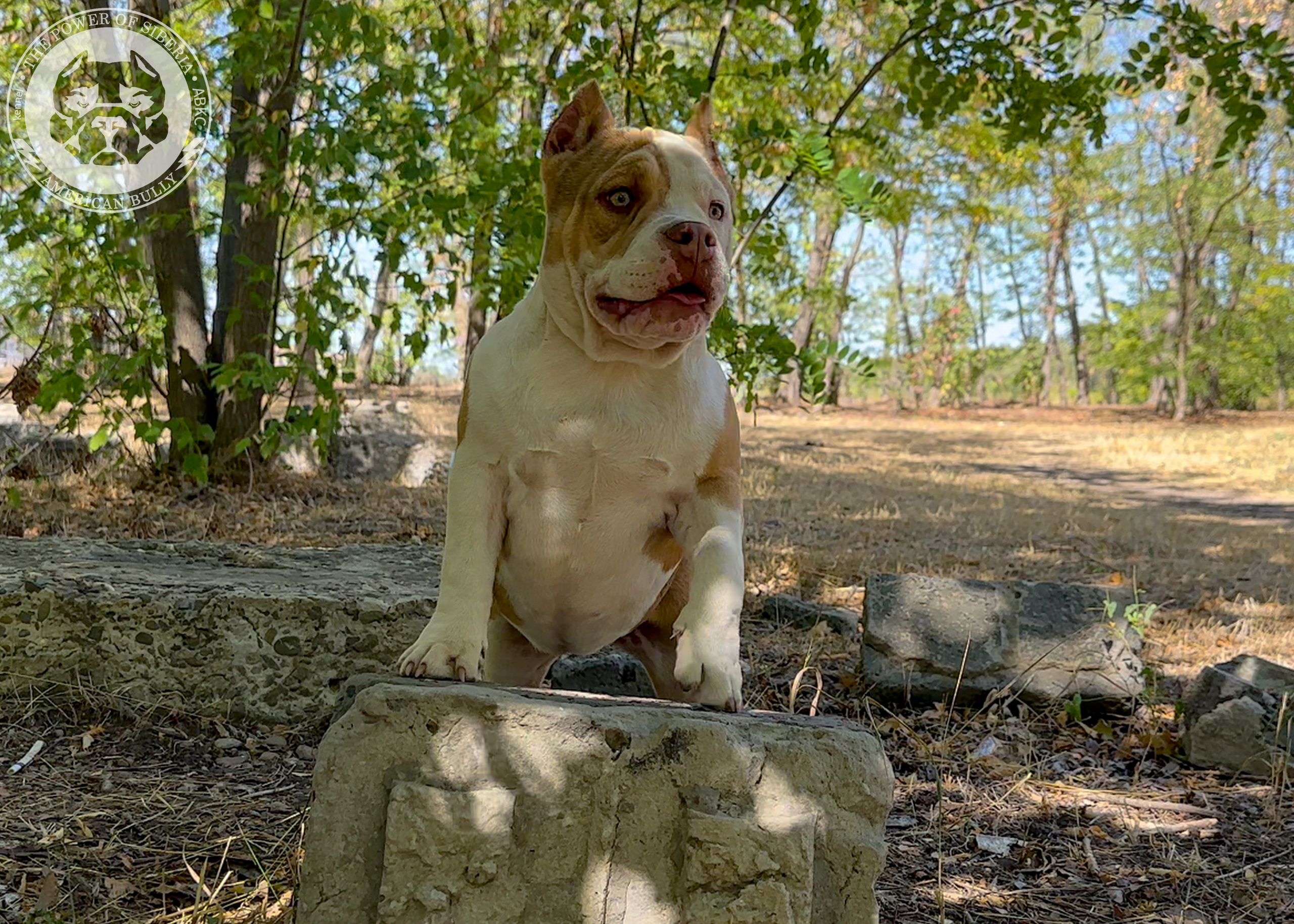 Помет Каспер и Тагира. 21.04.25. Американский Булли в г. Ростов-на-Дону. Питомник THE POWER OF SIBERIA