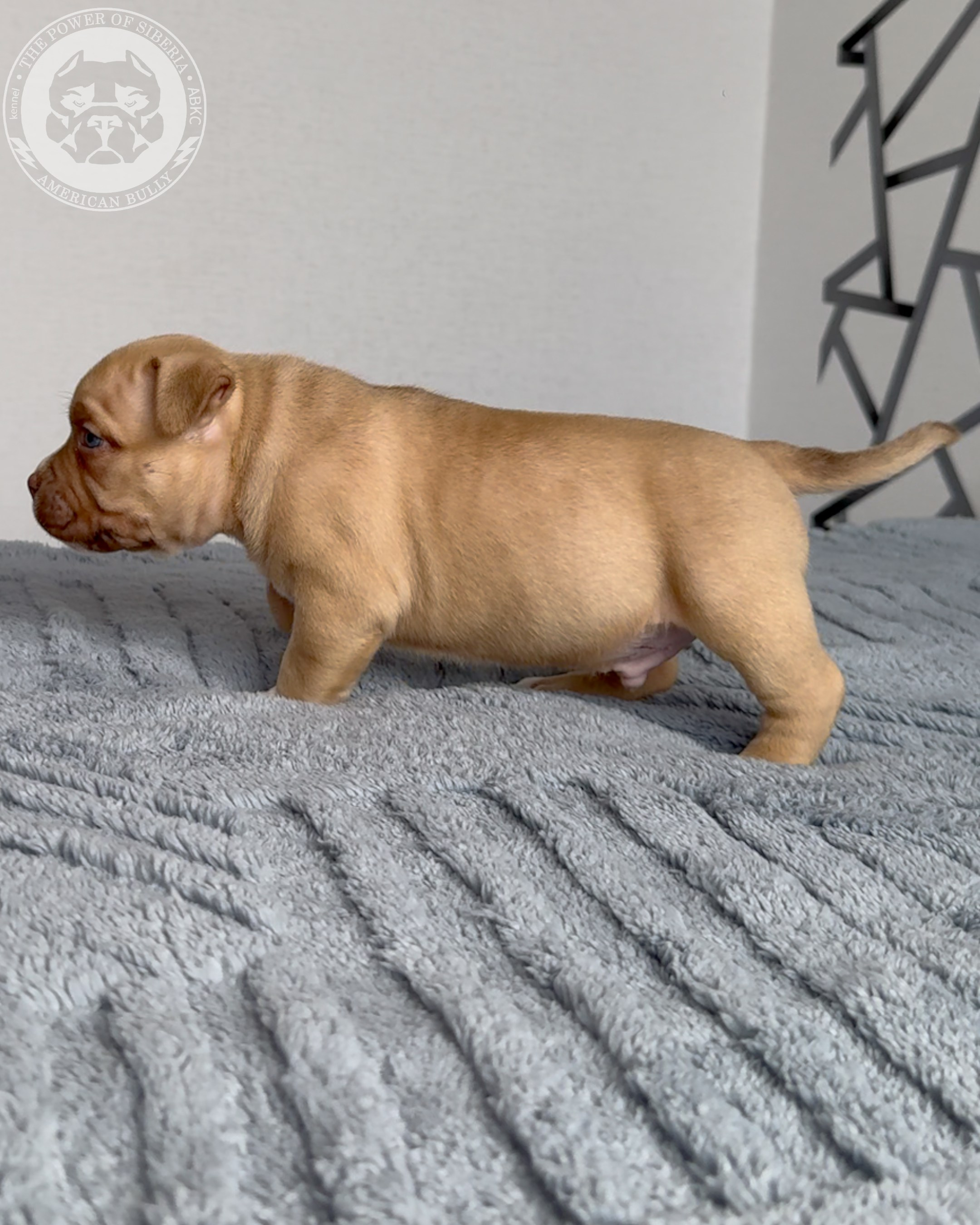 Свободные щенки Американский Булли стандарт и Свободные щенки Американский Булли классик. Американский Булли в г. Ростов-на-Дону. Питомник THE POWER OF SIBERIA
