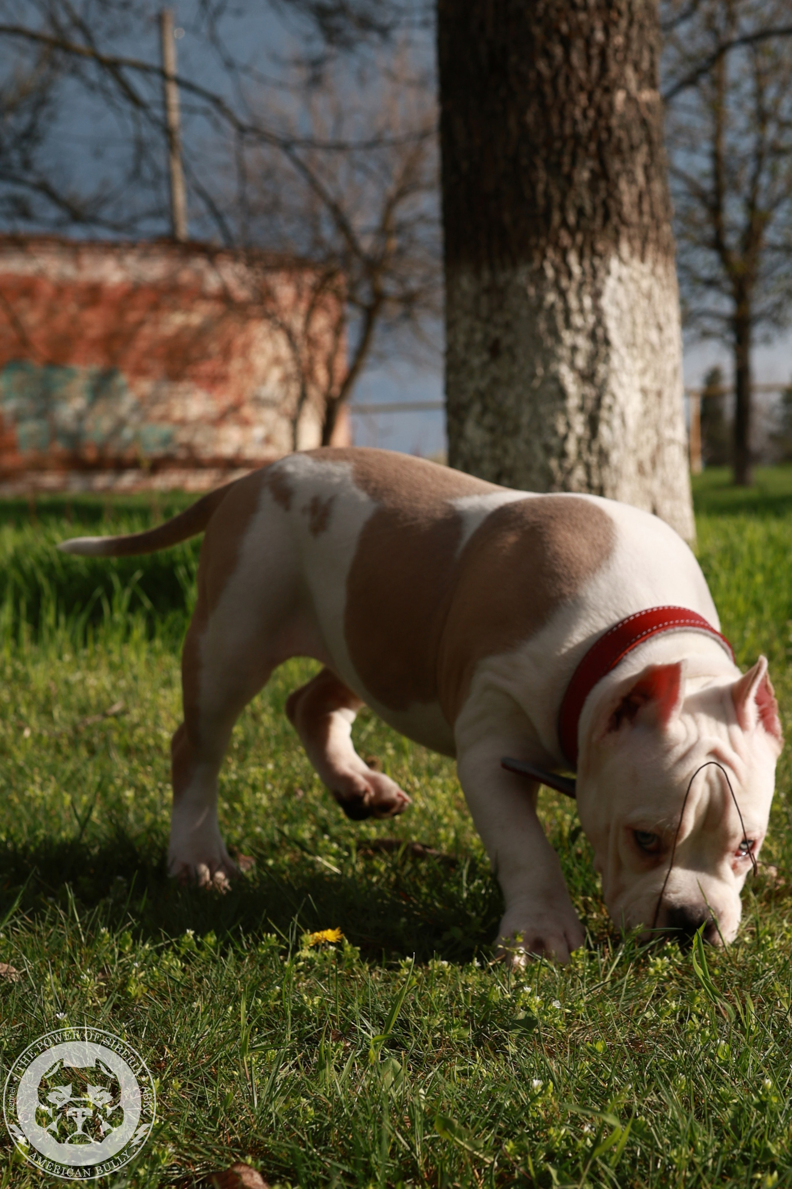 Свободные щенки Американский Булли, в типах покет, классик, стандарт. Американский Булли в г. Ростов-на-Дону. Питомник THE POWER OF SIBERIA
