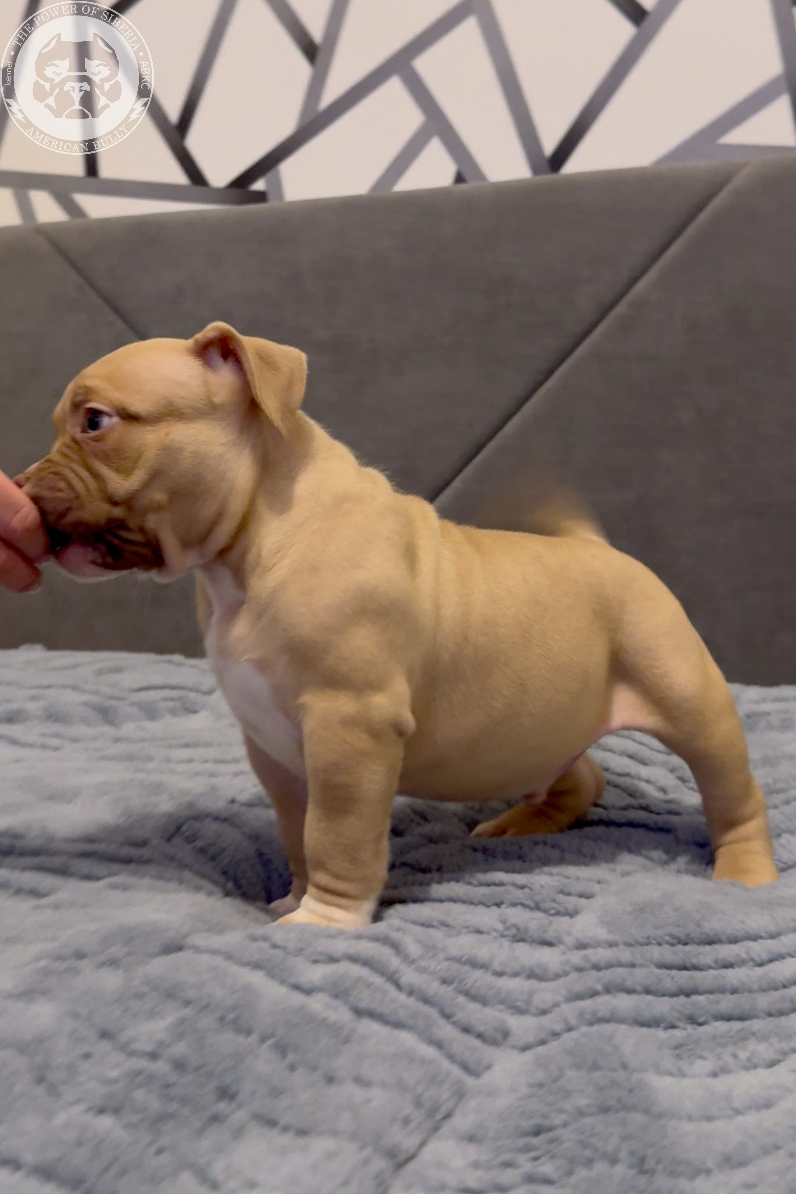 21.02.26-Мила-Турук. Американский Булли в г. Ростов-на-Дону. Питомник THE POWER OF SIBERIA