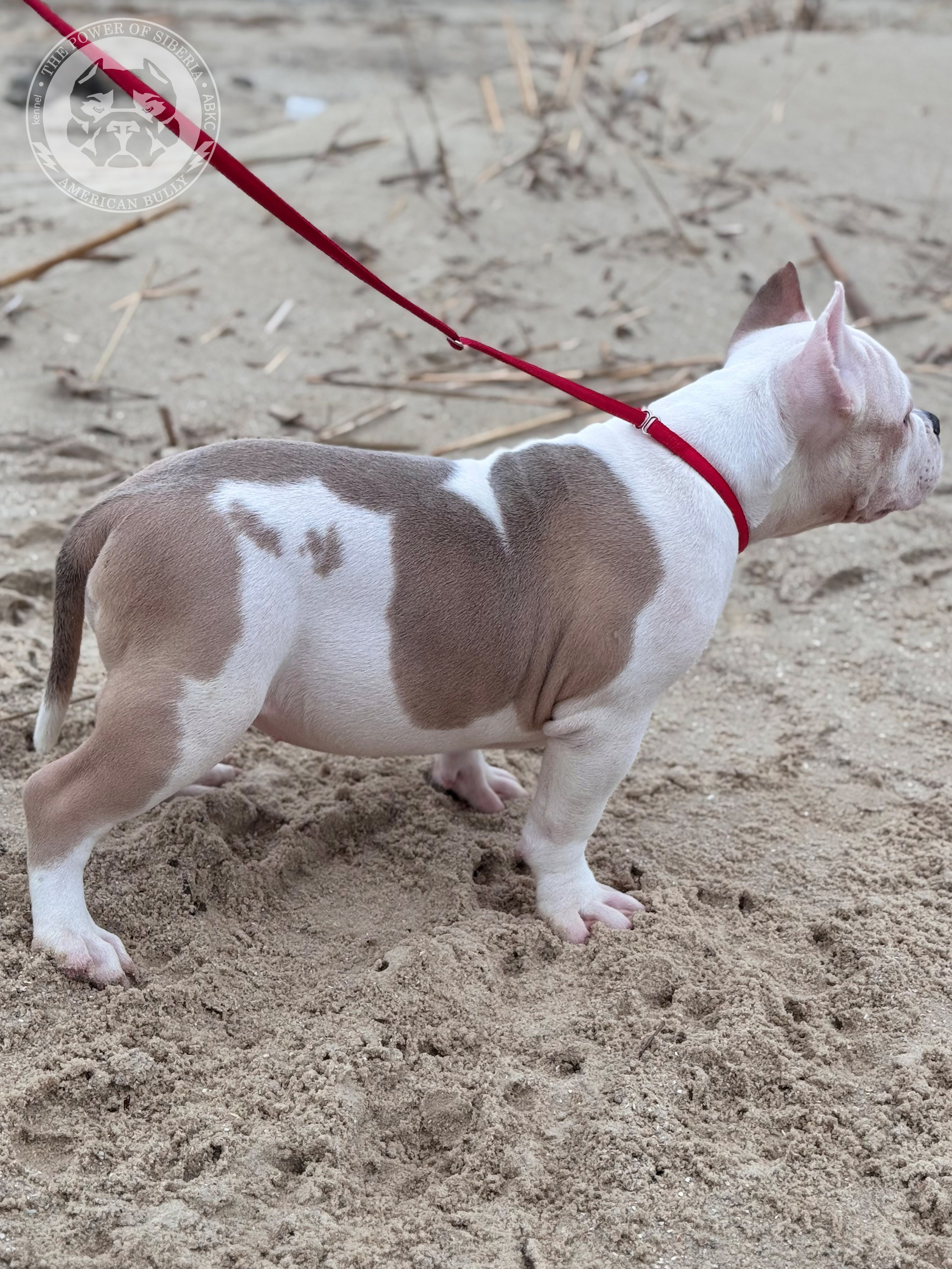 Свободные щенки Американский Булли, в типах покет, классик, стандарт. Американский Булли в г. Ростов-на-Дону. Питомник THE POWER OF SIBERIA