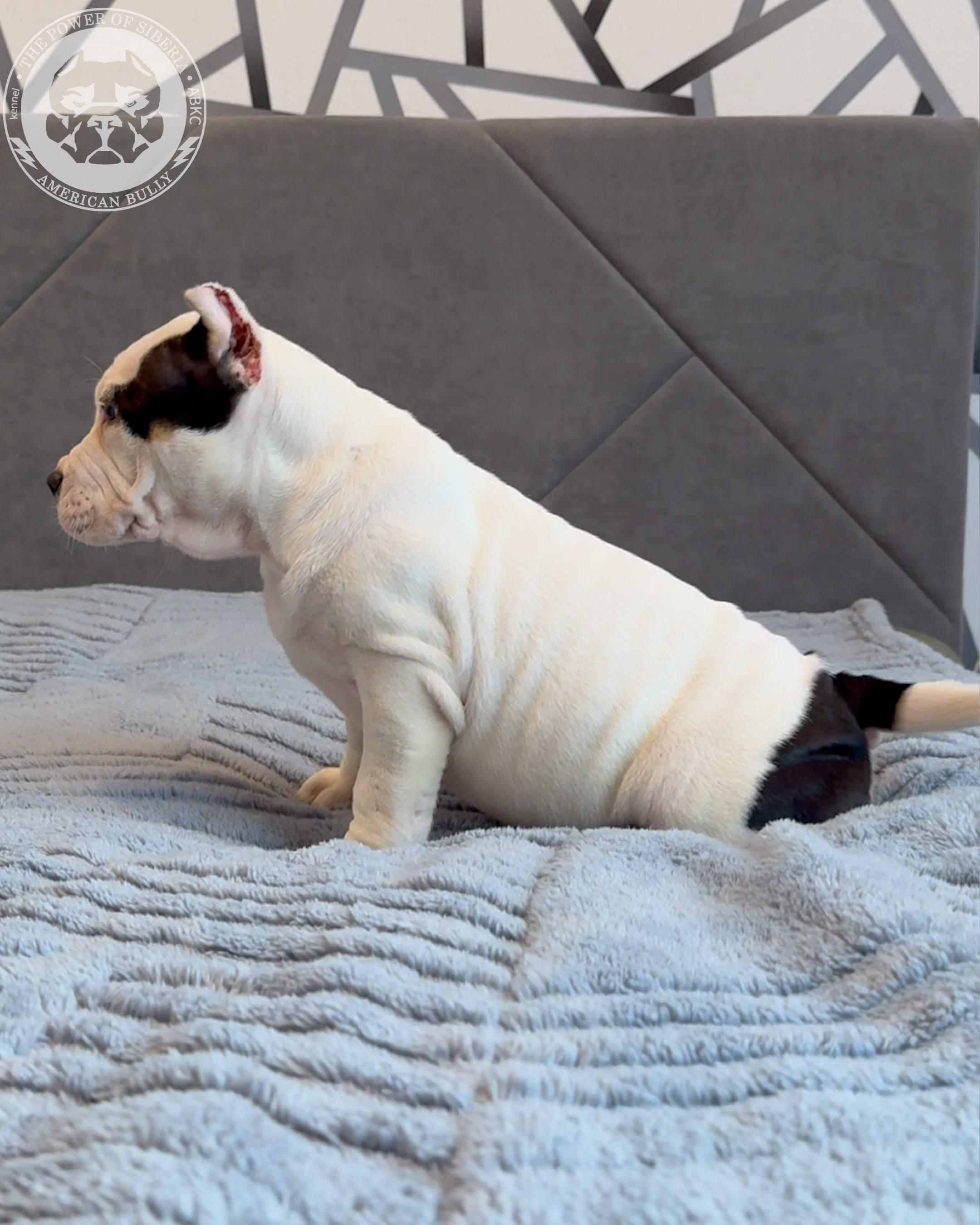 Свободные щенки Американский Булли стандарт и Свободные щенки Американский Булли классик. Американский Булли в г. Ростов-на-Дону. Питомник THE POWER OF SIBERIA