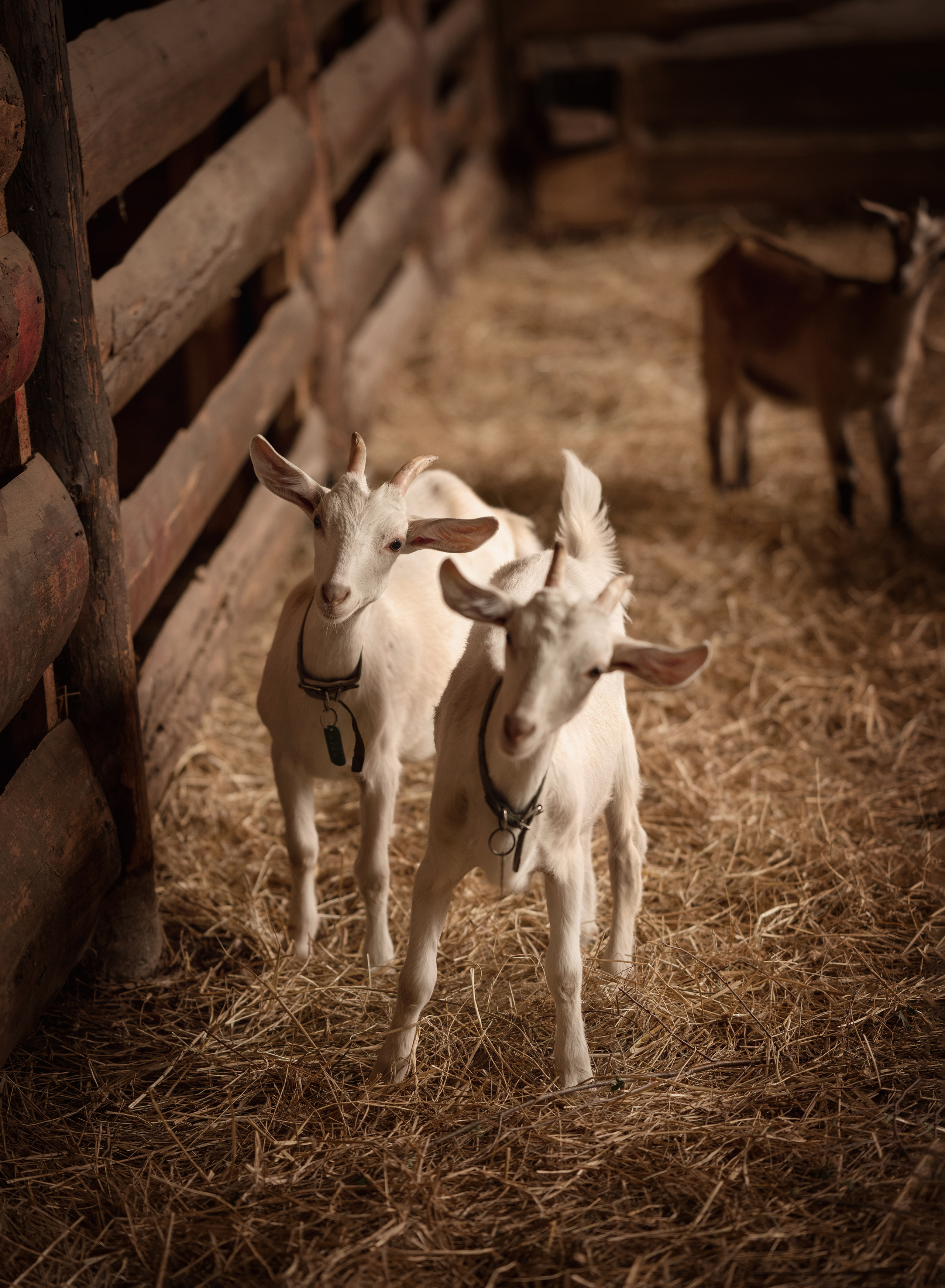 Дети на ферме. Детский и семейный фотограф