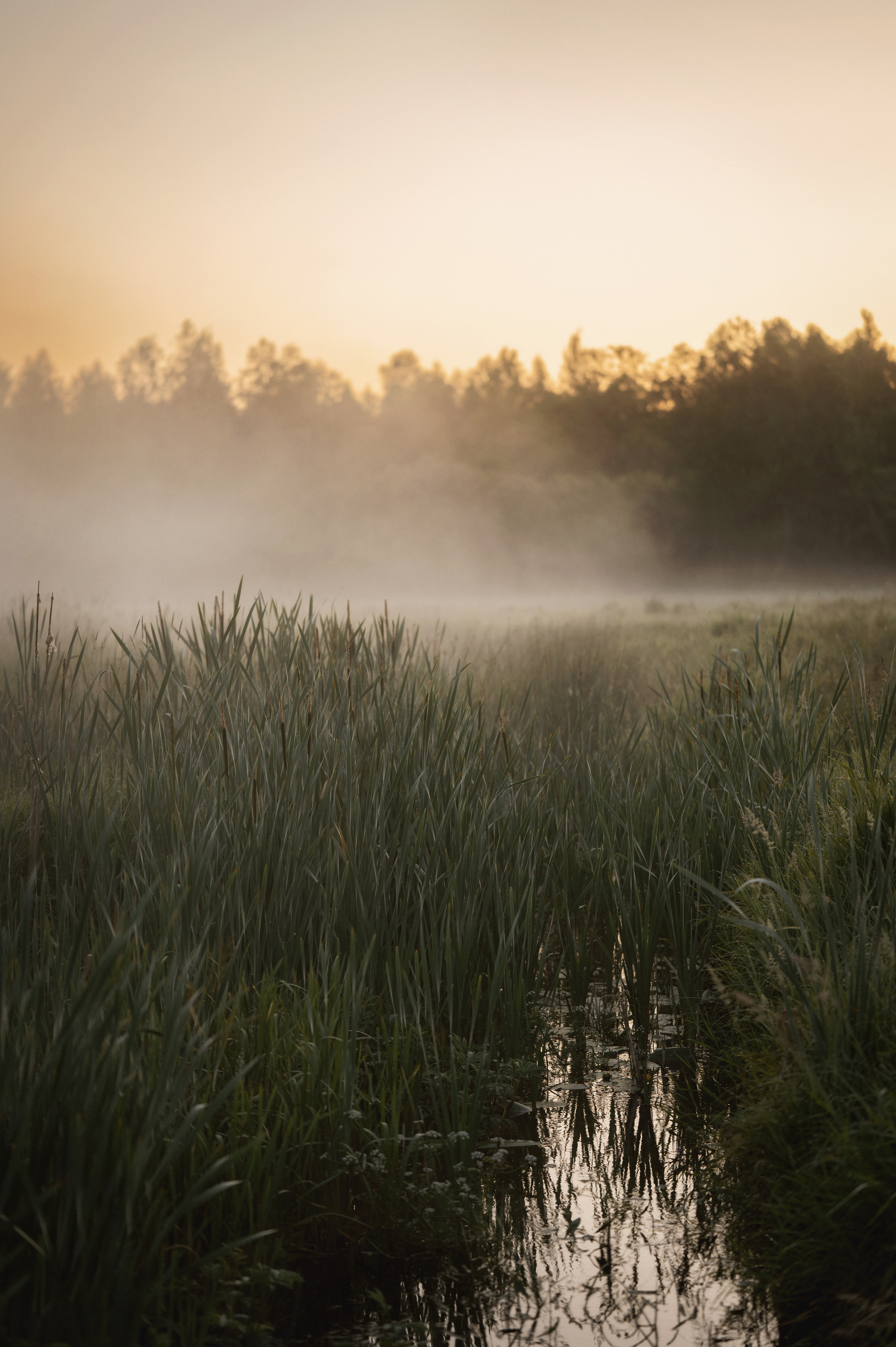 Ирина. Детский и семейный фотограф