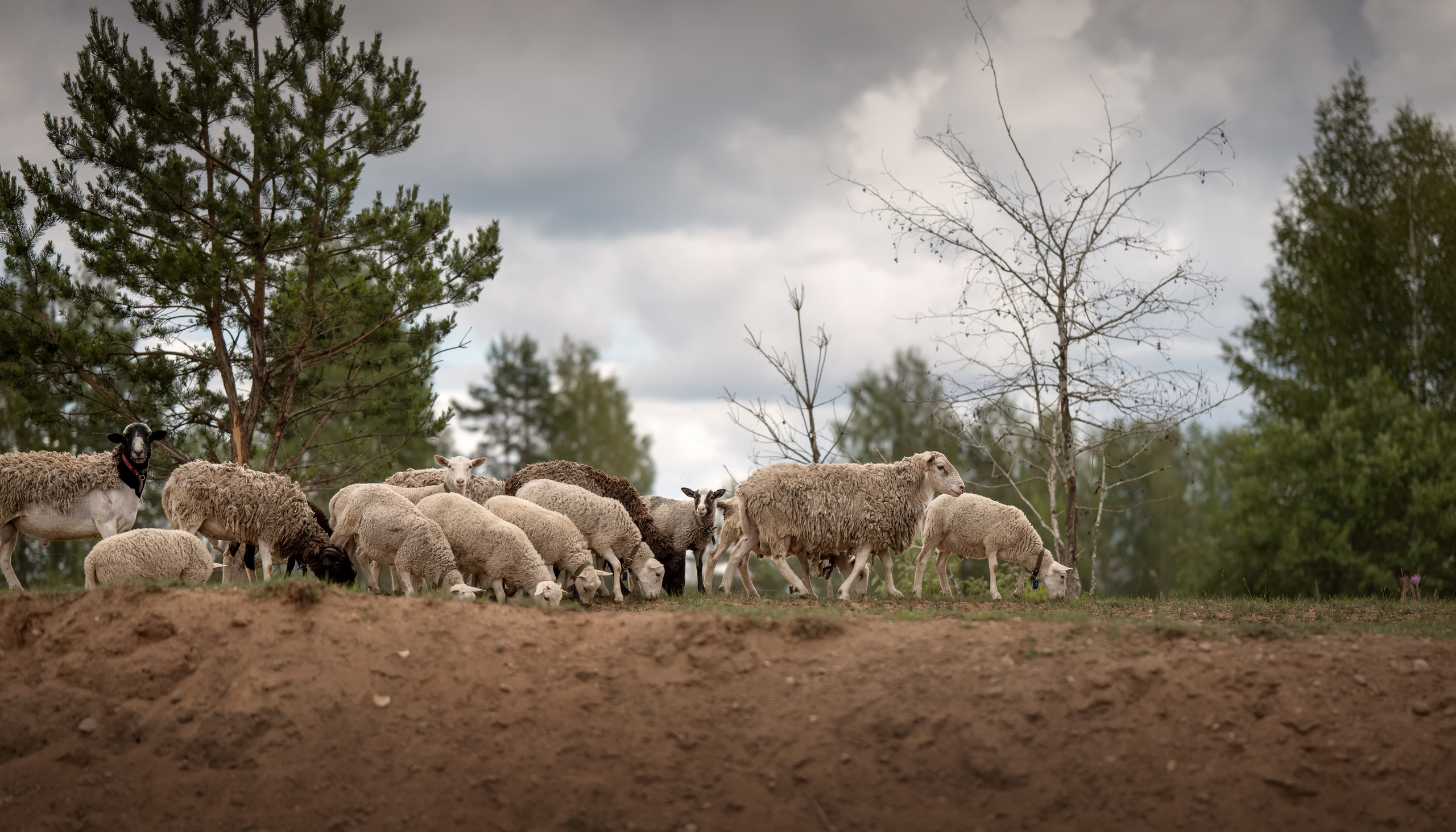 Дети на ферме. Детский и семейный фотограф