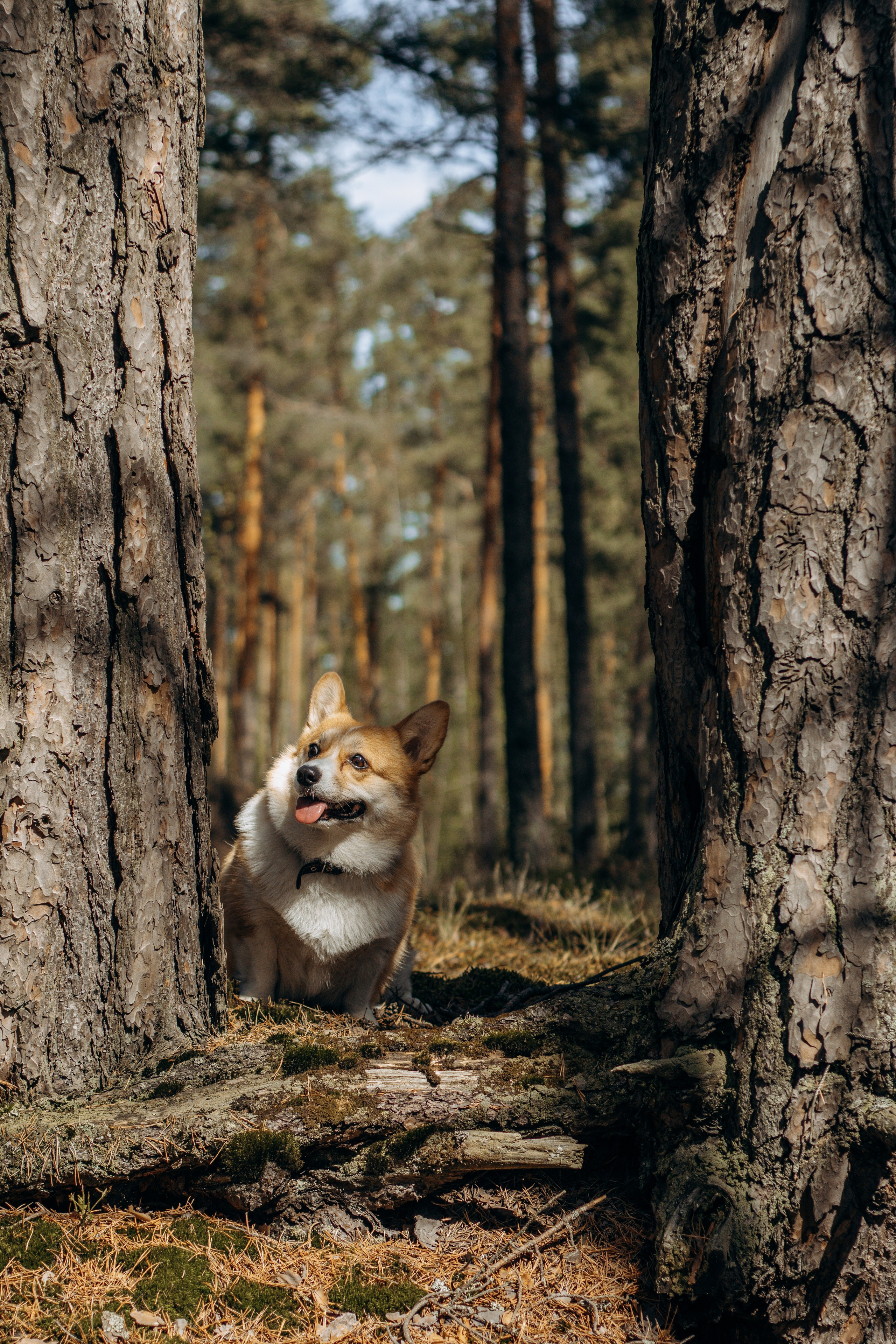 Наташа и крошка Бу. Фотограф-анималист в Санкт-Петербурге