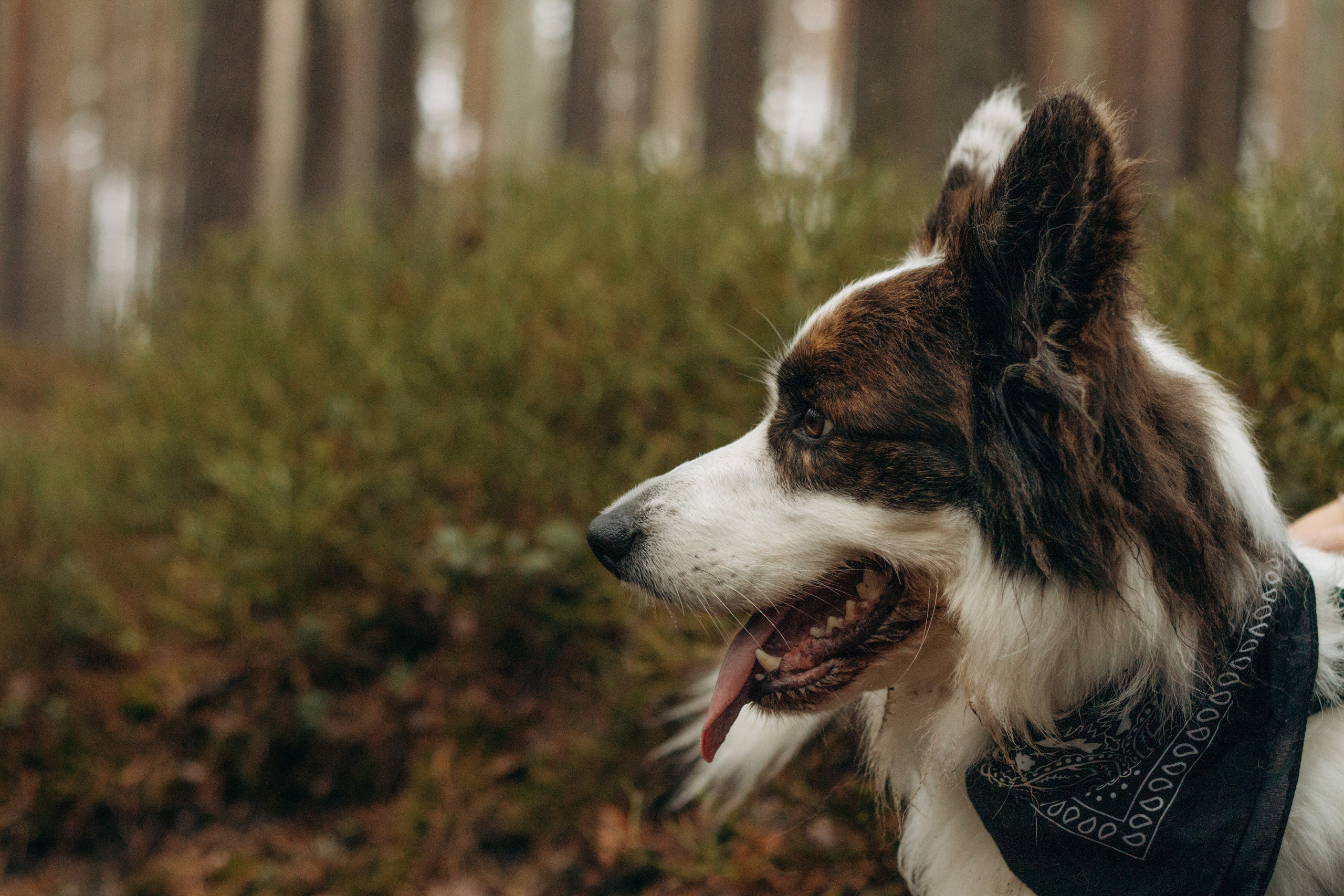 Настя, Серёжа и Джек. Фотограф-анималист в Санкт-Петербурге