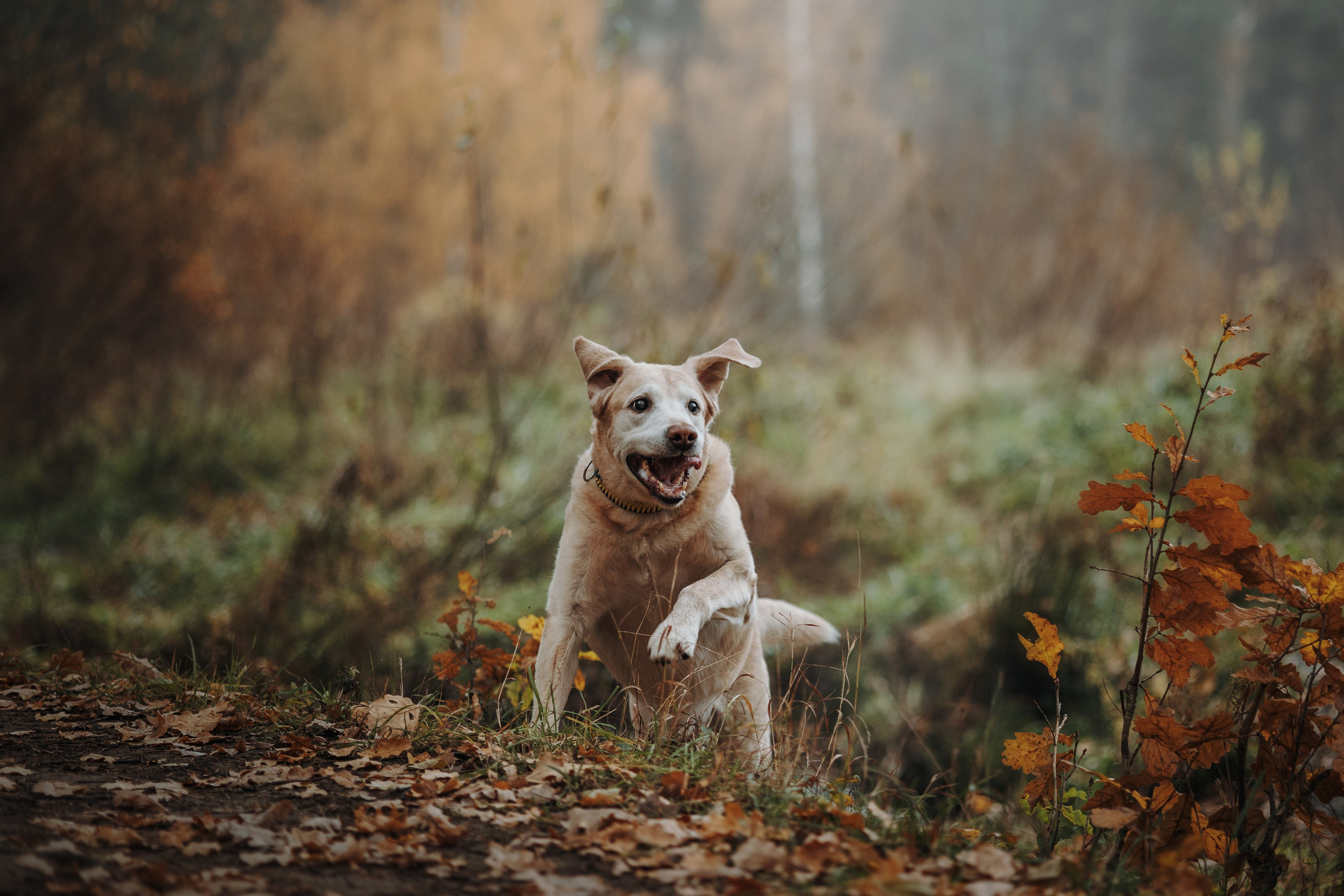 Оксана и Барон. Фотограф — Анималист | Санкт-Петербург