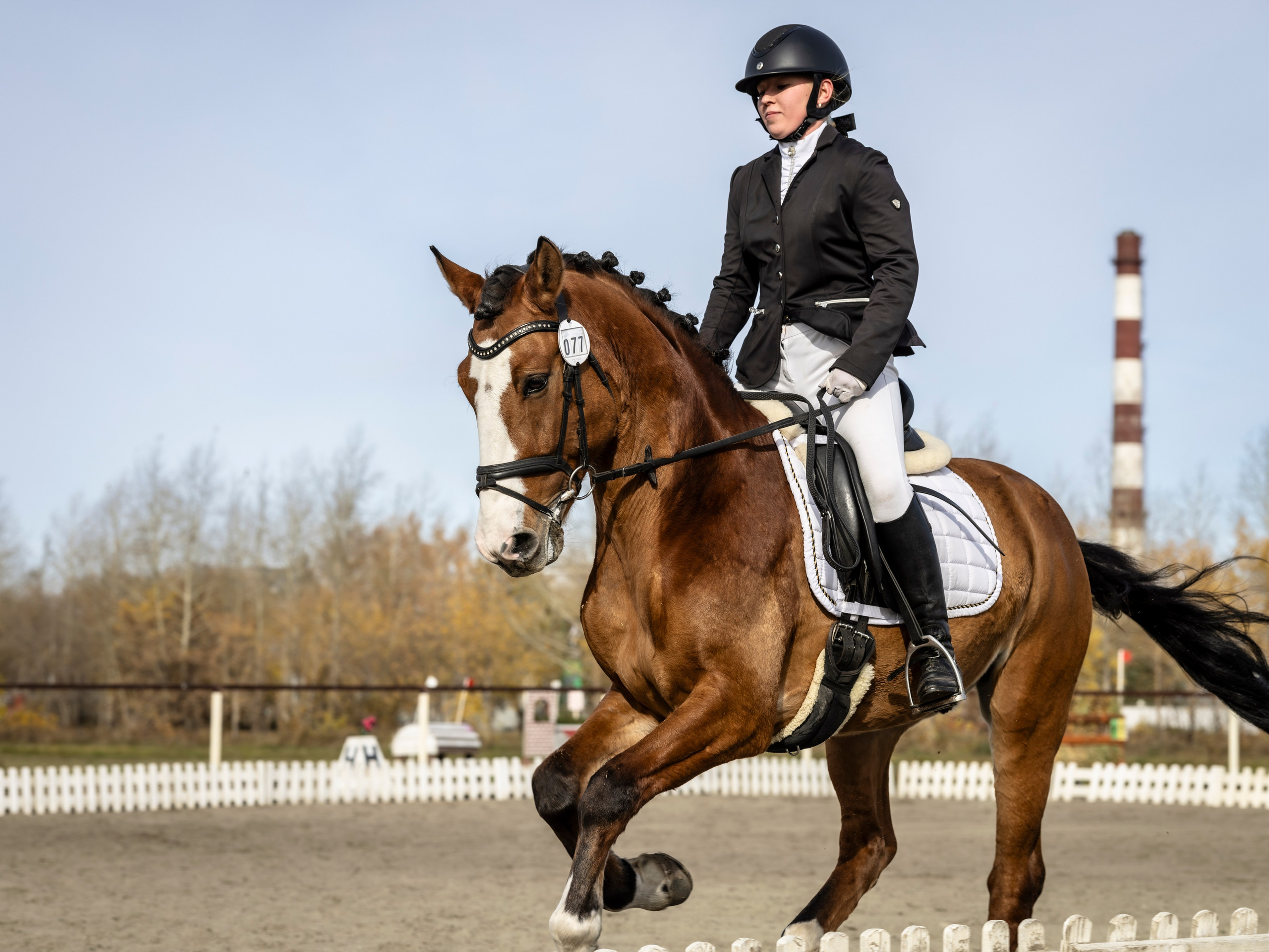 Конкур. Bertran Ordo