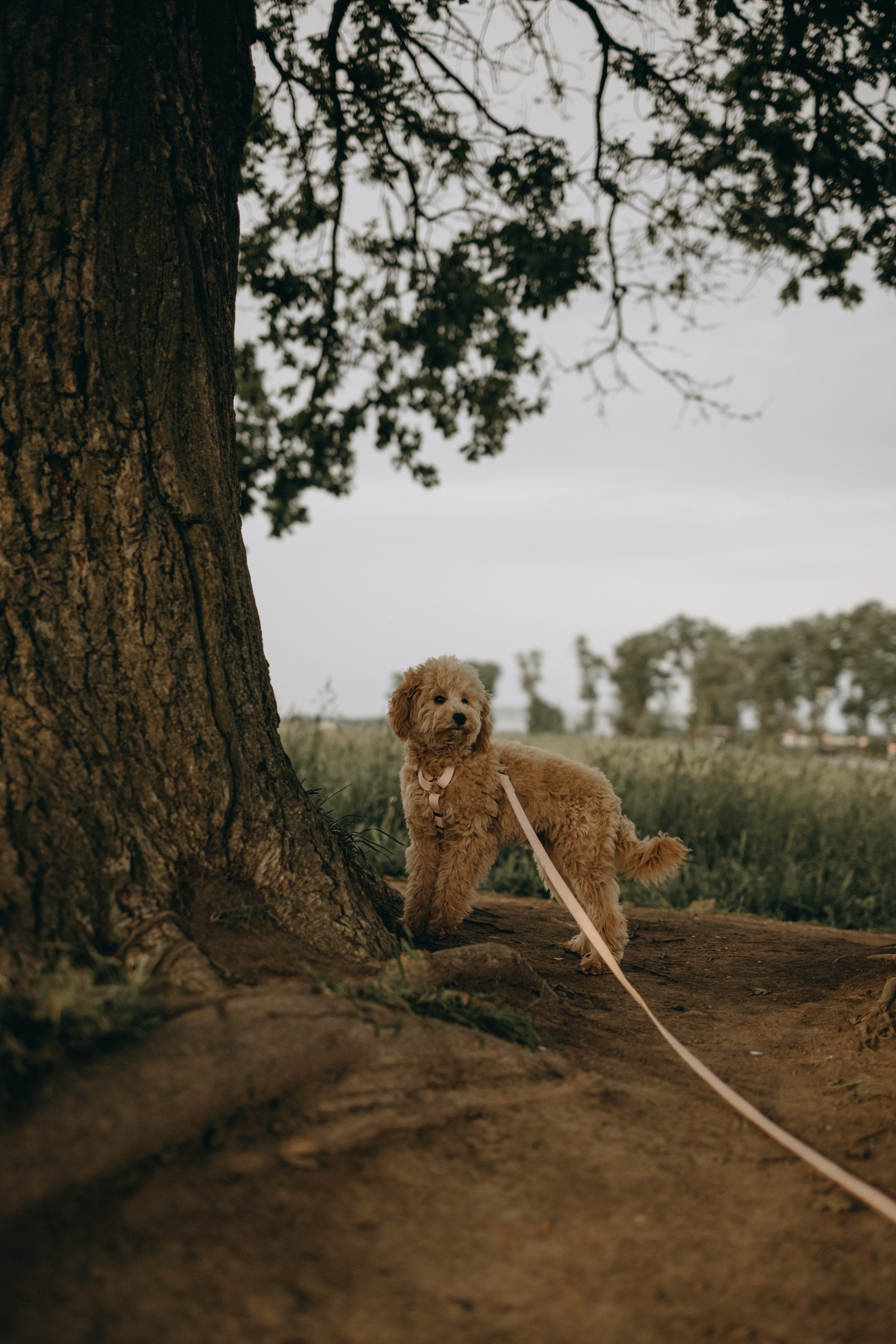 Мия и ее семья. Фотограф — Анималист | Санкт-Петербург