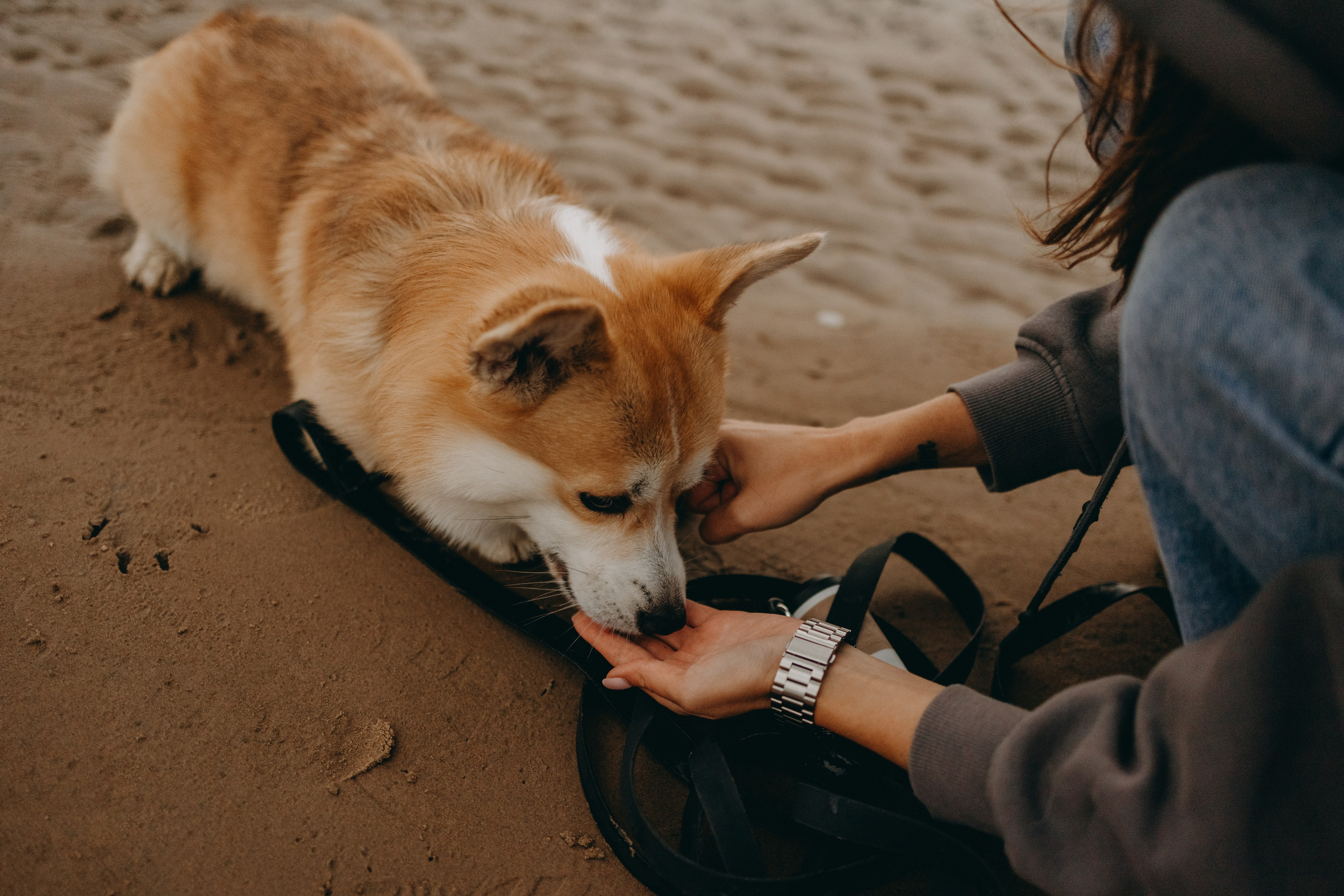 Лиза и Бакс. Фотограф — Анималист | Санкт-Петербург
