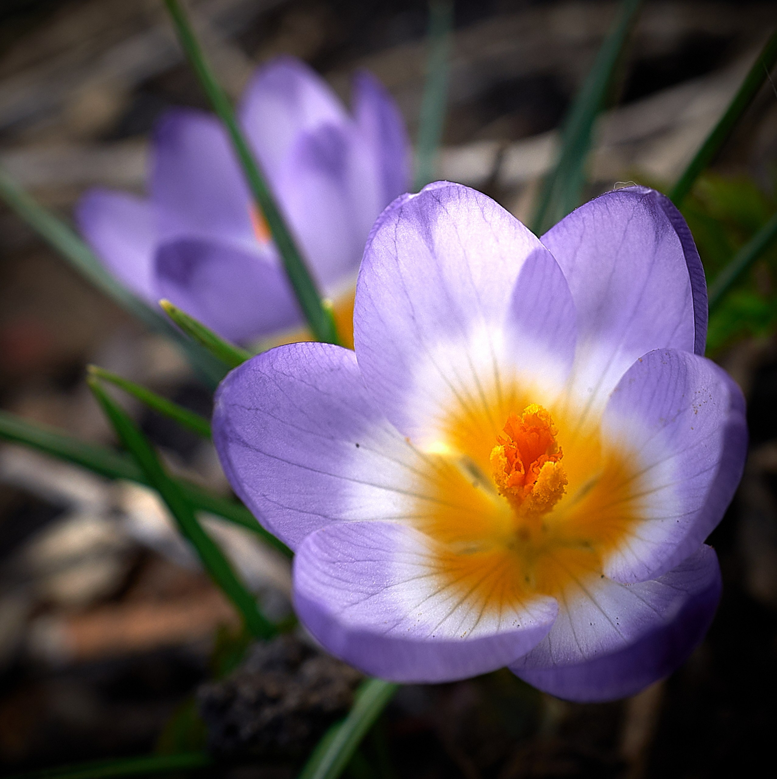 Лютики-цветочки — галерея NATRIEL