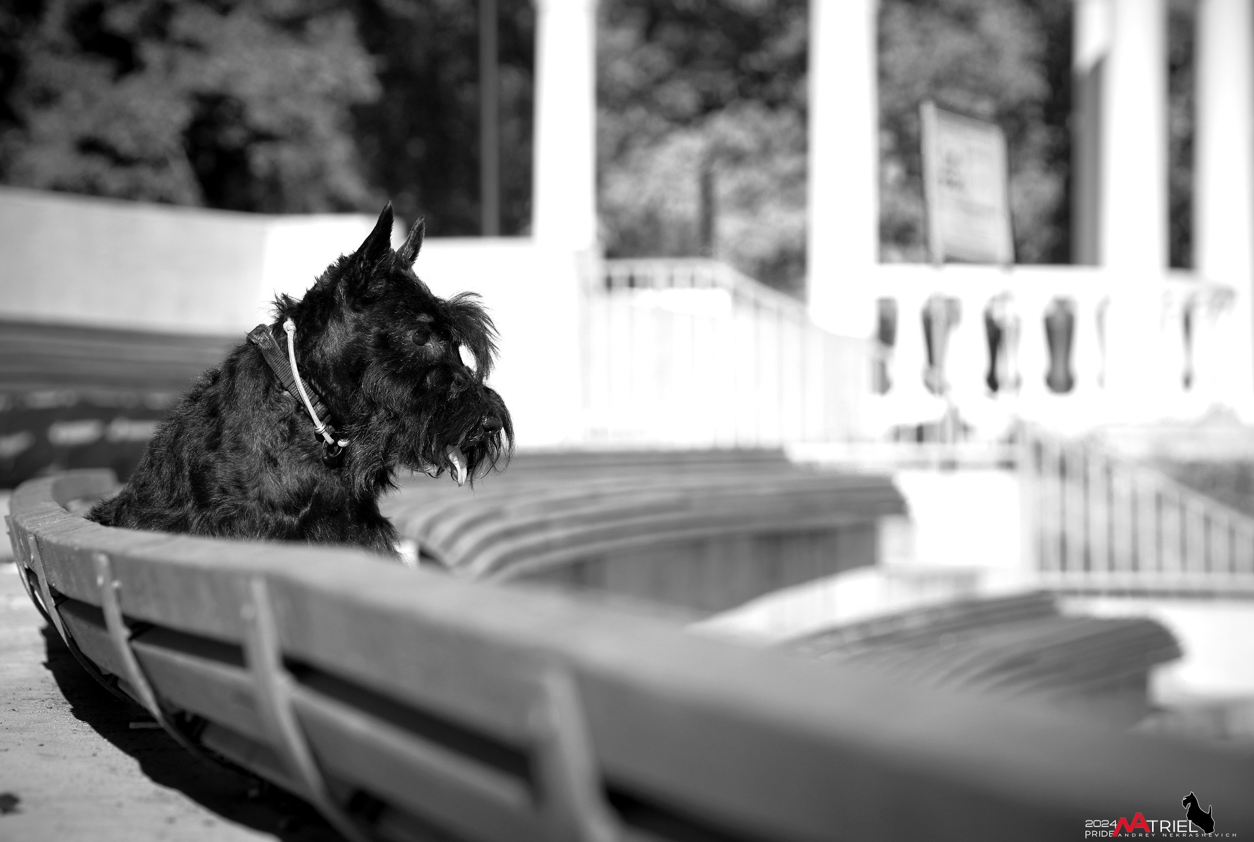 Семейная фотопрогулка с собаками