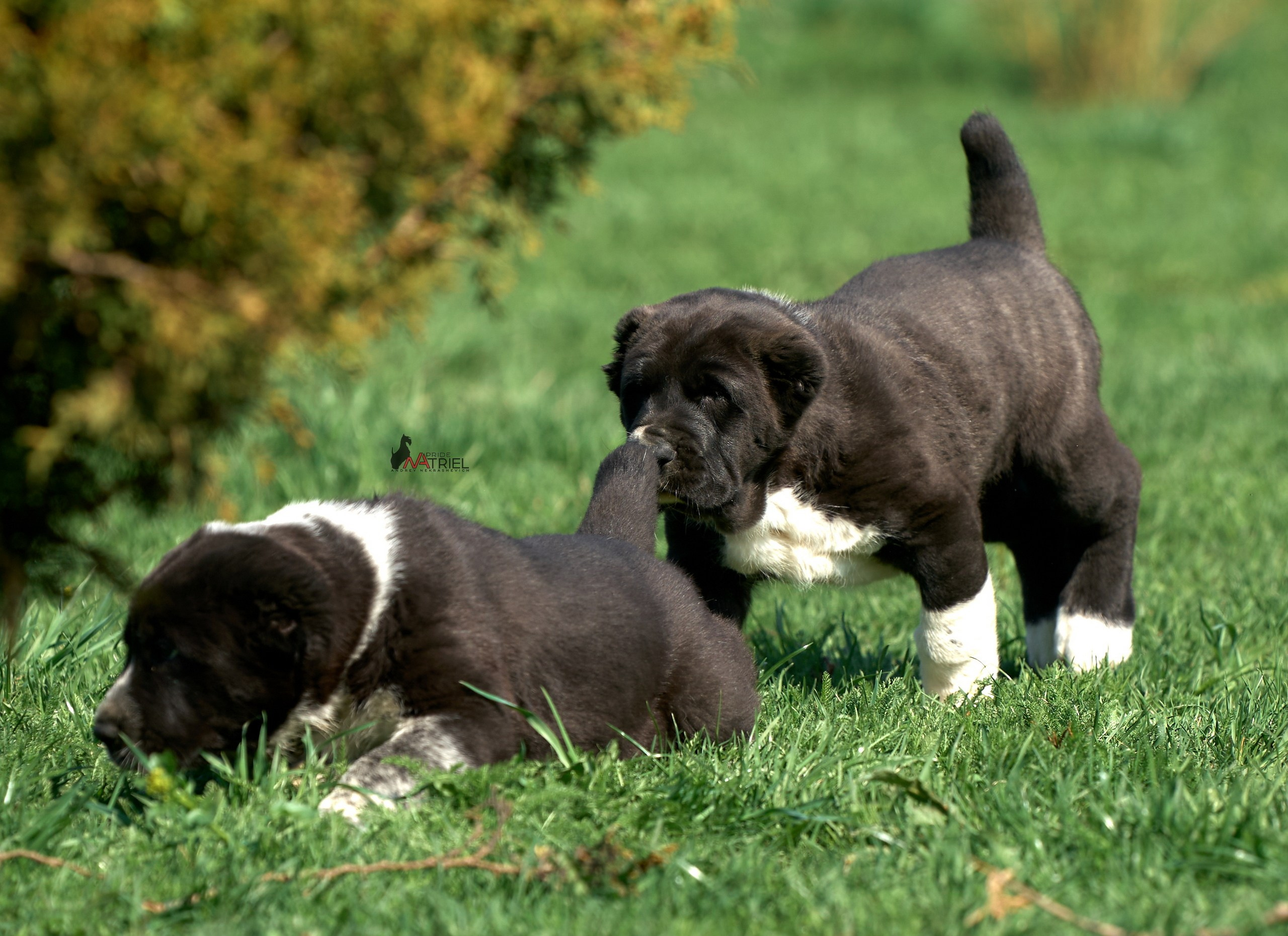 Среднеазиаты — щенки и взрослые