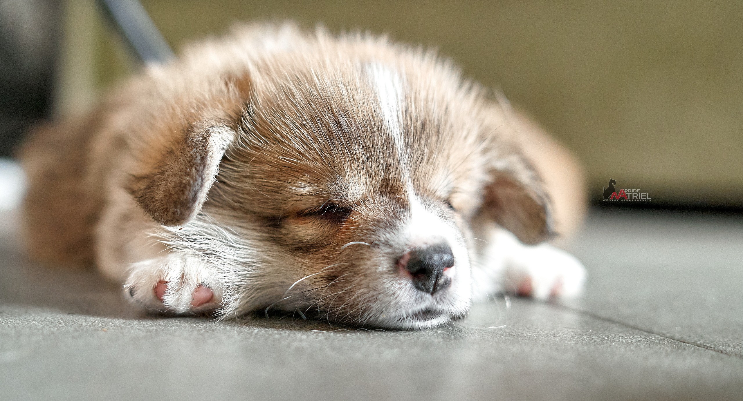 Щенки дома — галерея NATRIEL