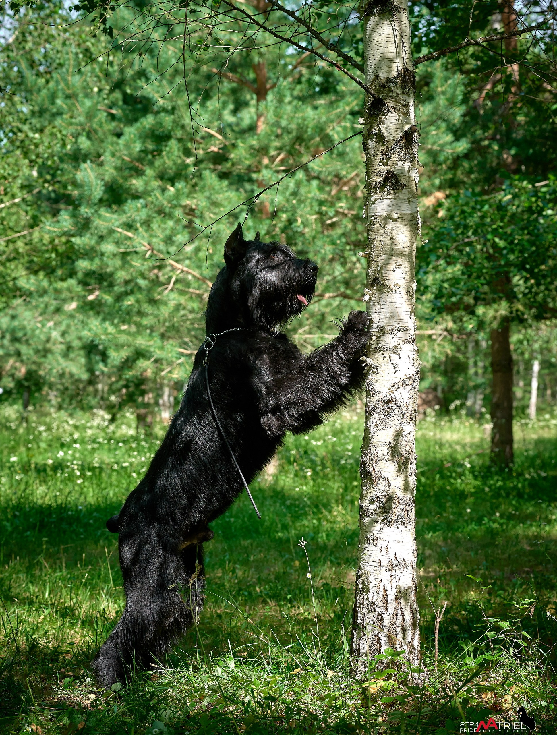 Репортаж из кинологического лагеря