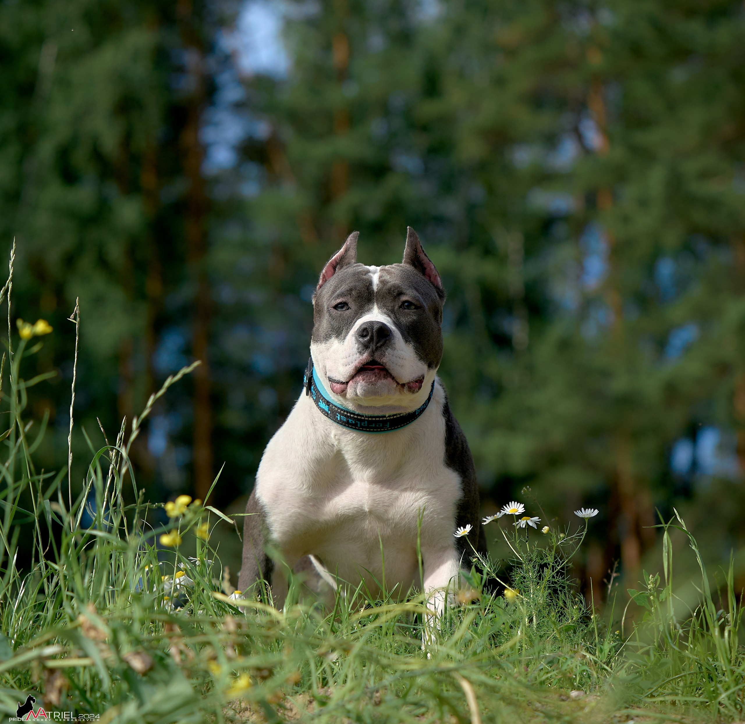 Фотопрогулка с булли