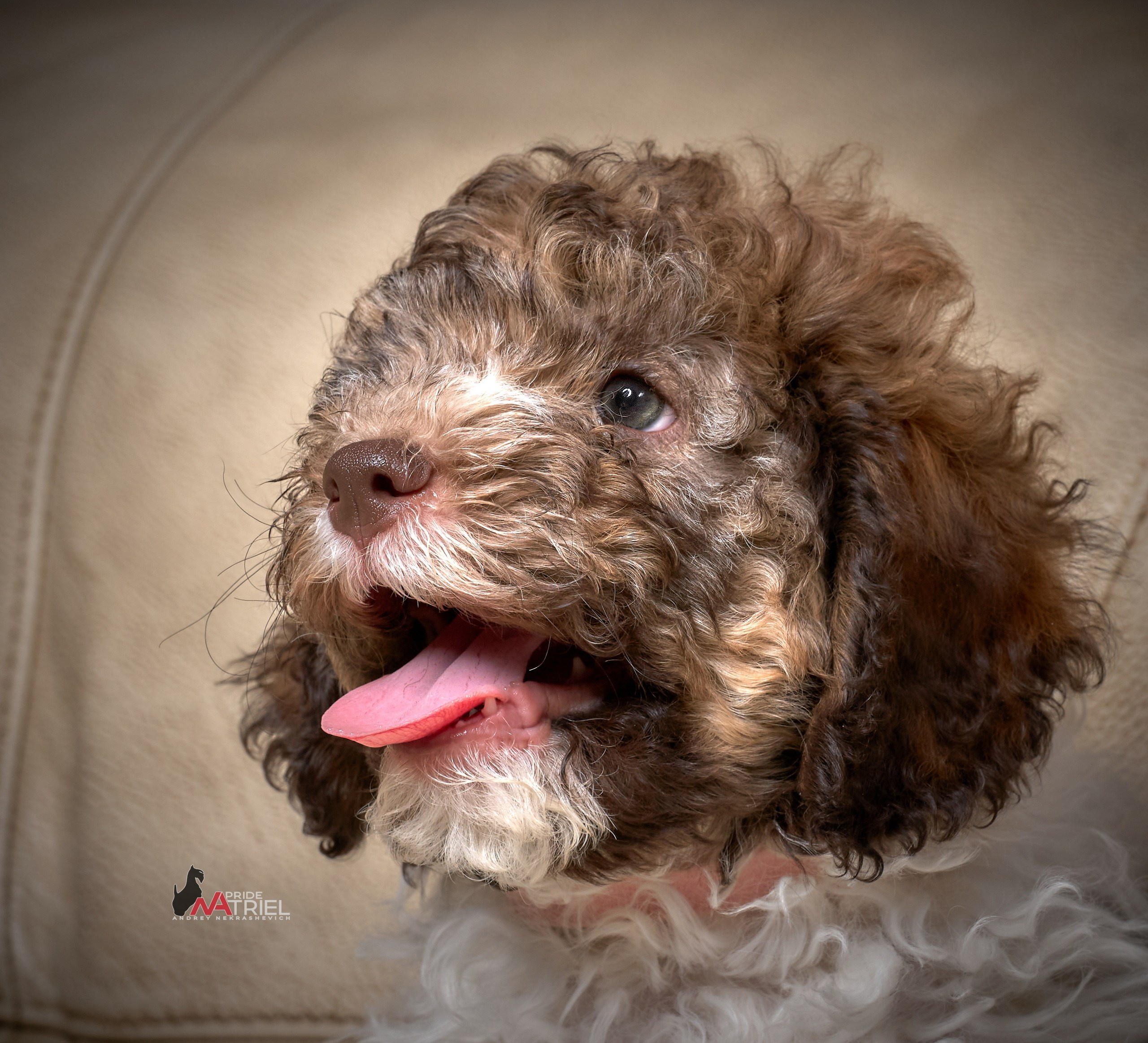 Щенки дома — галерея NATRIEL