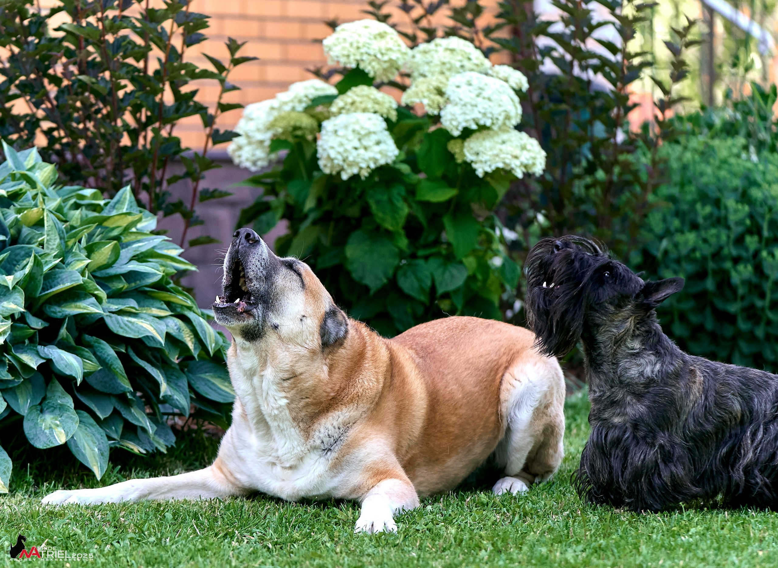 Алабаи и скотч-терьеры в питомнике у Ольги
