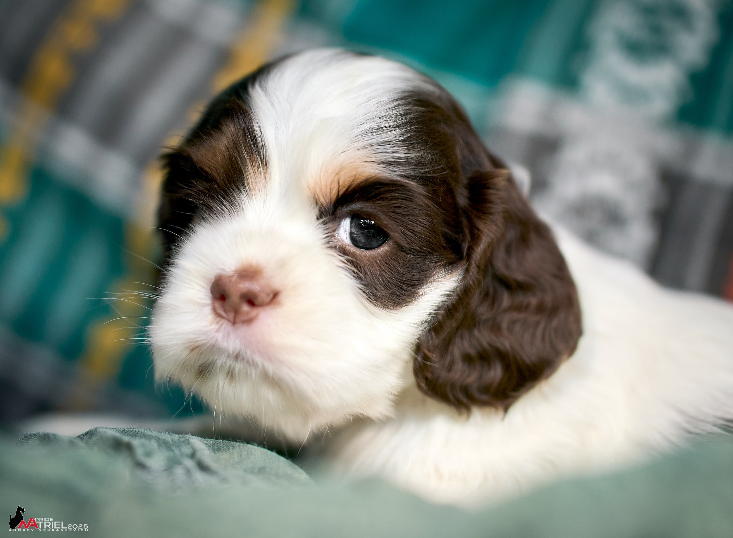 Щенки АмКокеров