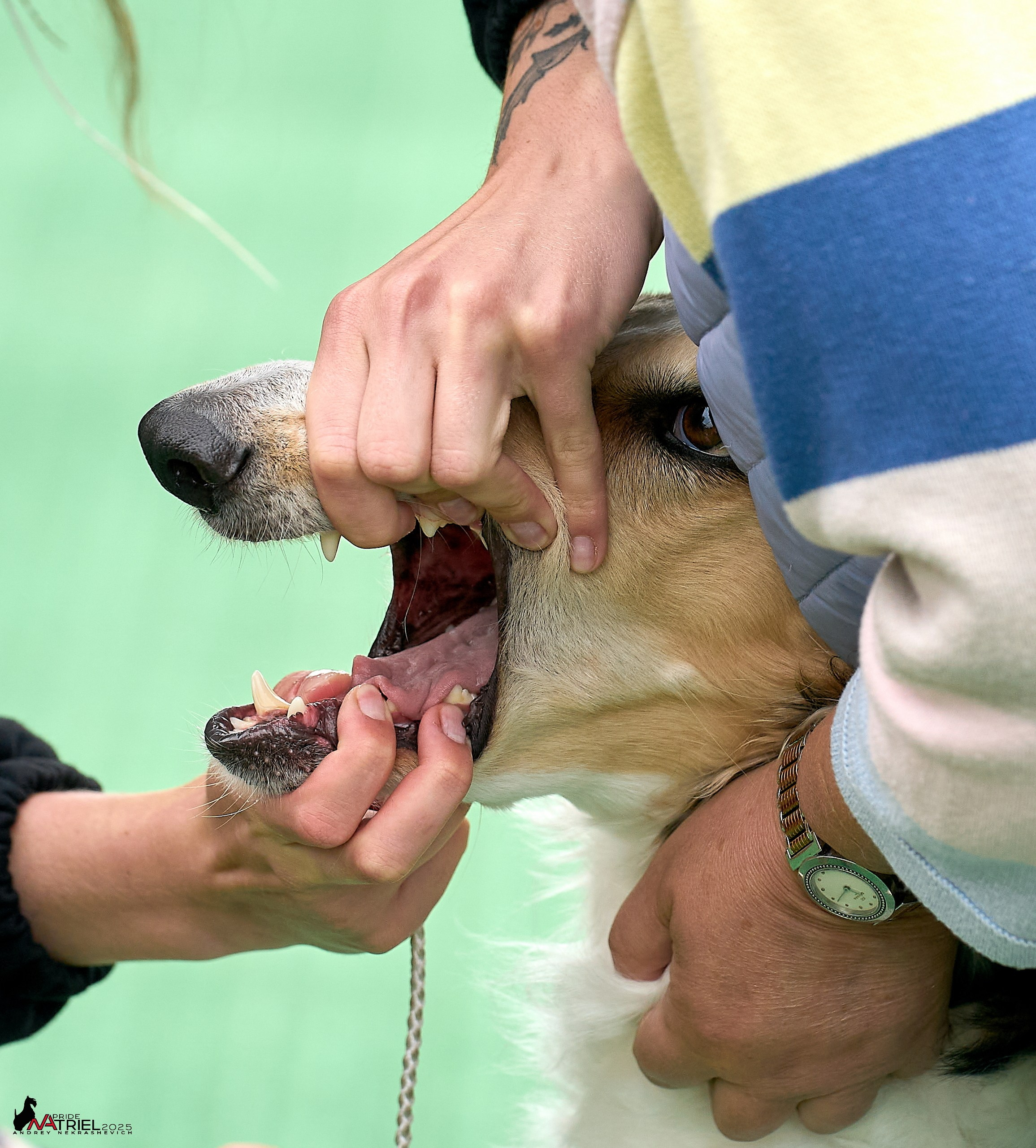 Репортаж с выставки собак