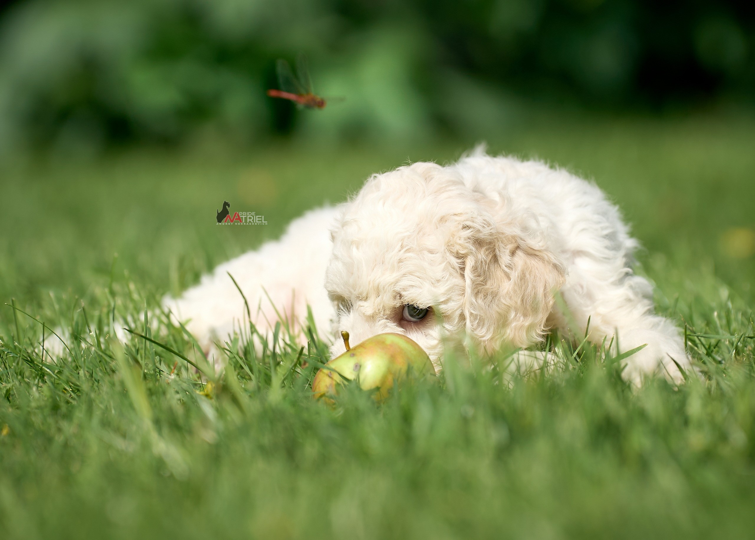 Щенки на прогулке — галерея NATRIEL