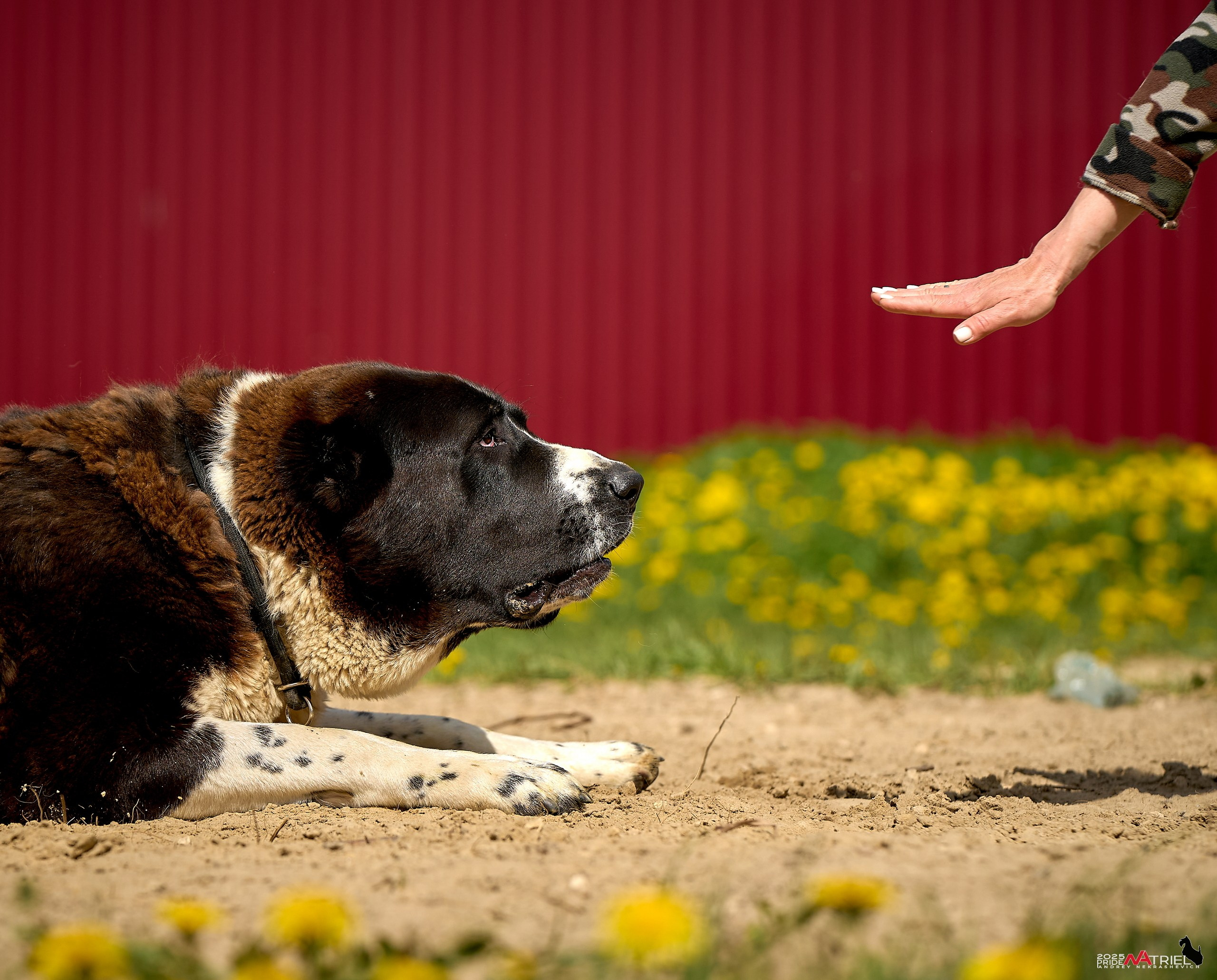 Съемка в питомнике