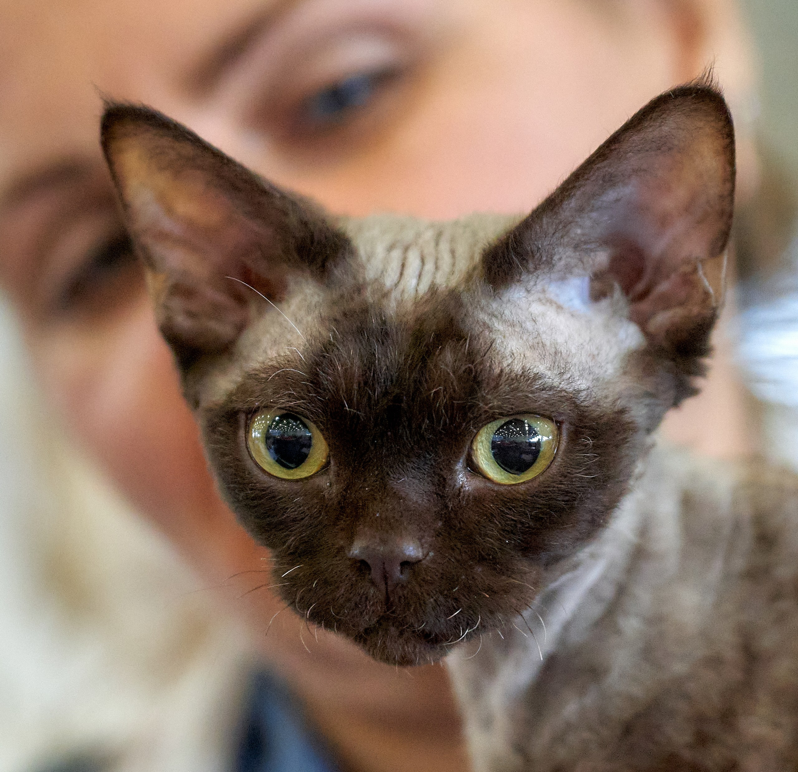 Кошки на выставках — галерея NATRIEL