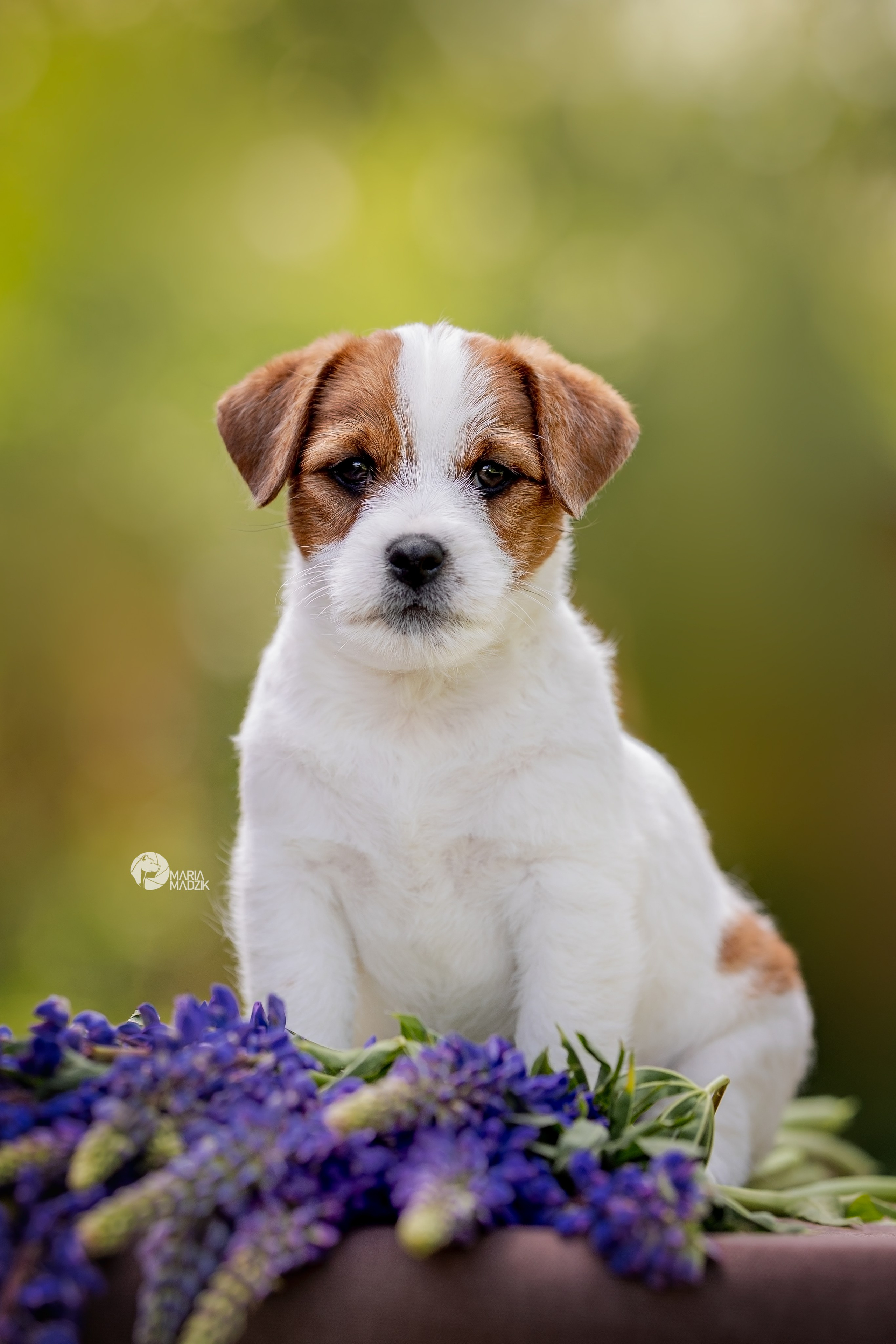 Анималистика. Репортажный фотограф Мария Мадзик