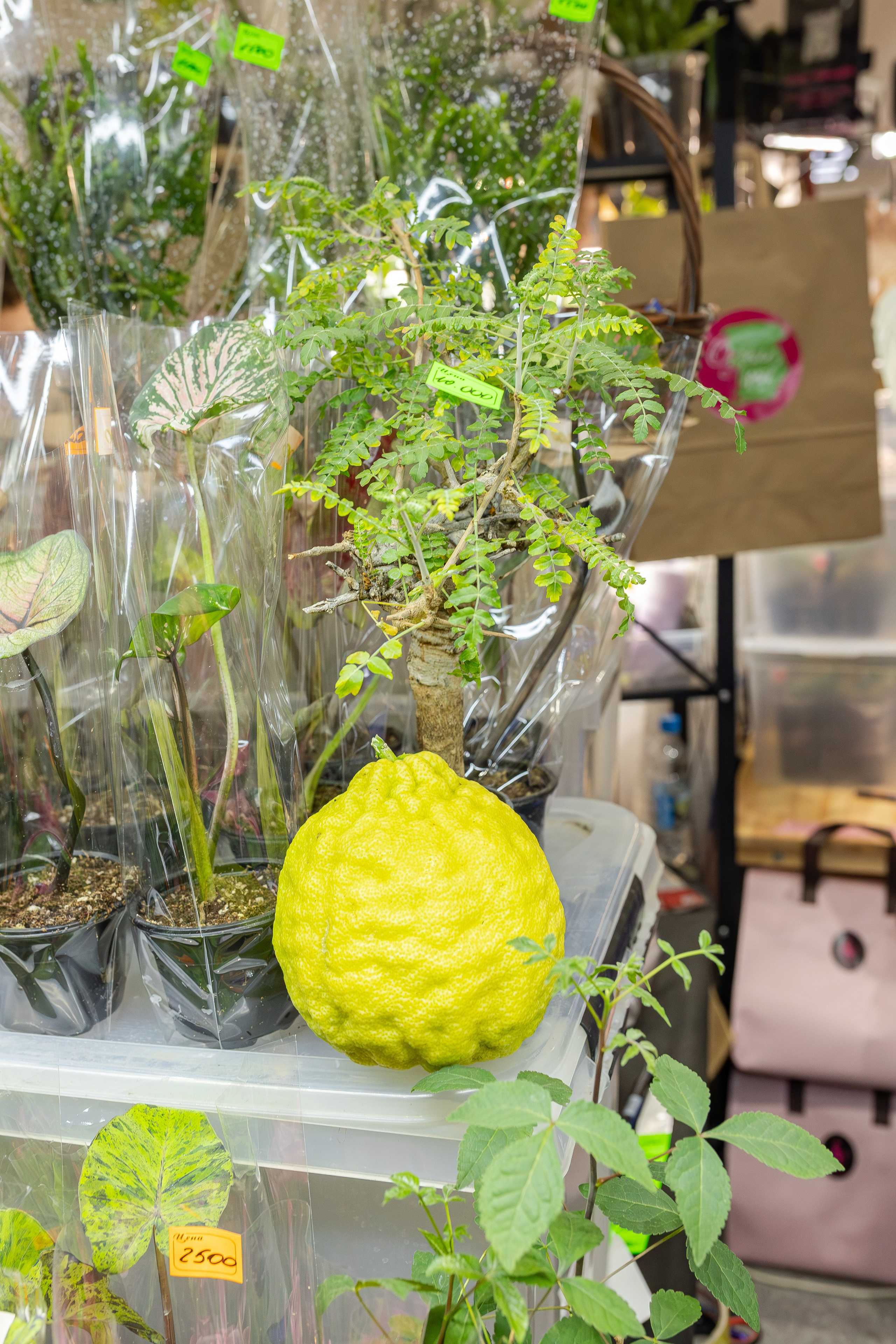 Монстериум апрель 2026. Александра Куликова фотограф, Москва