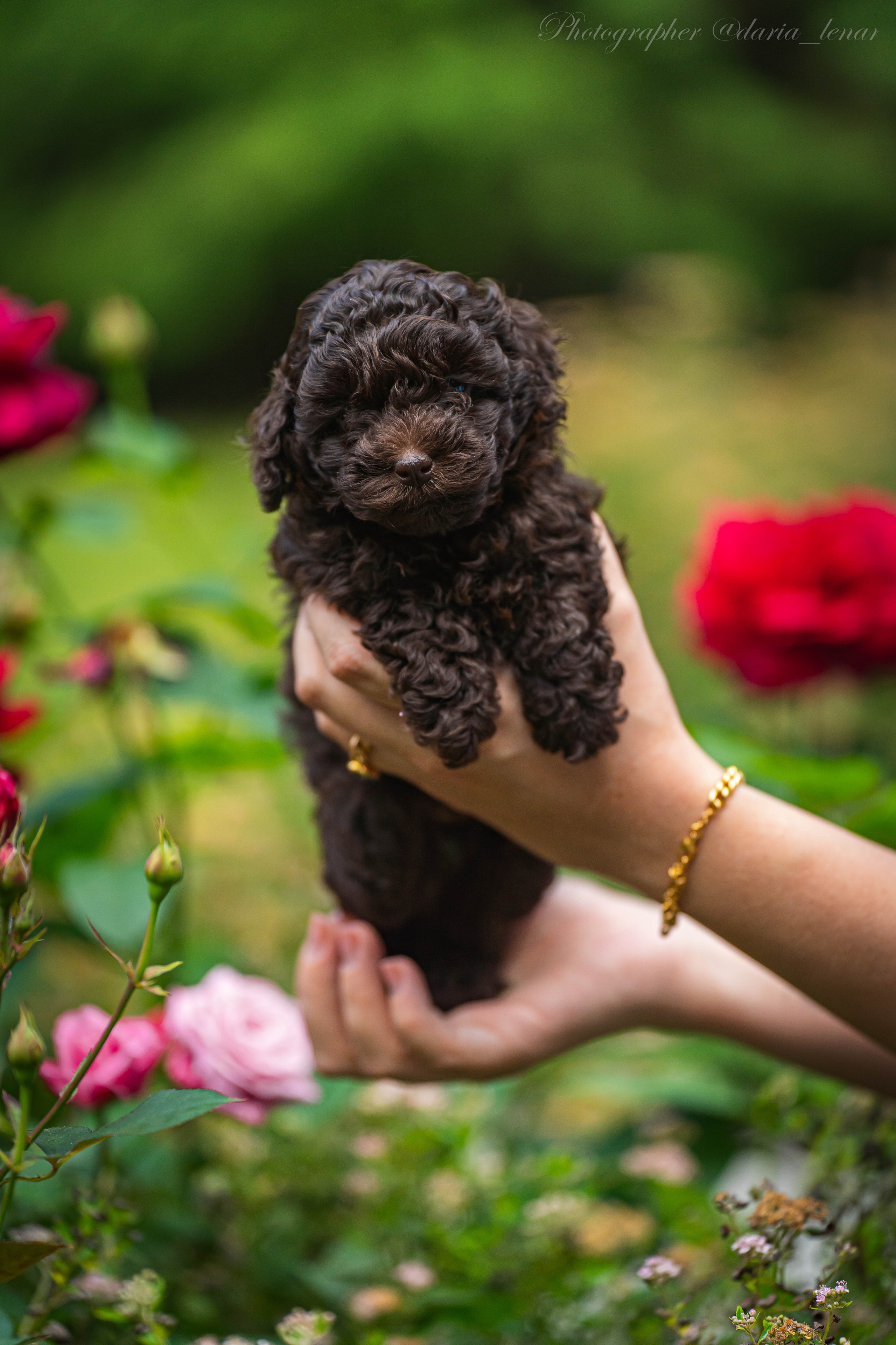 Питомник мини-пуделей. Фотограф в Москве Ленарская Дарья