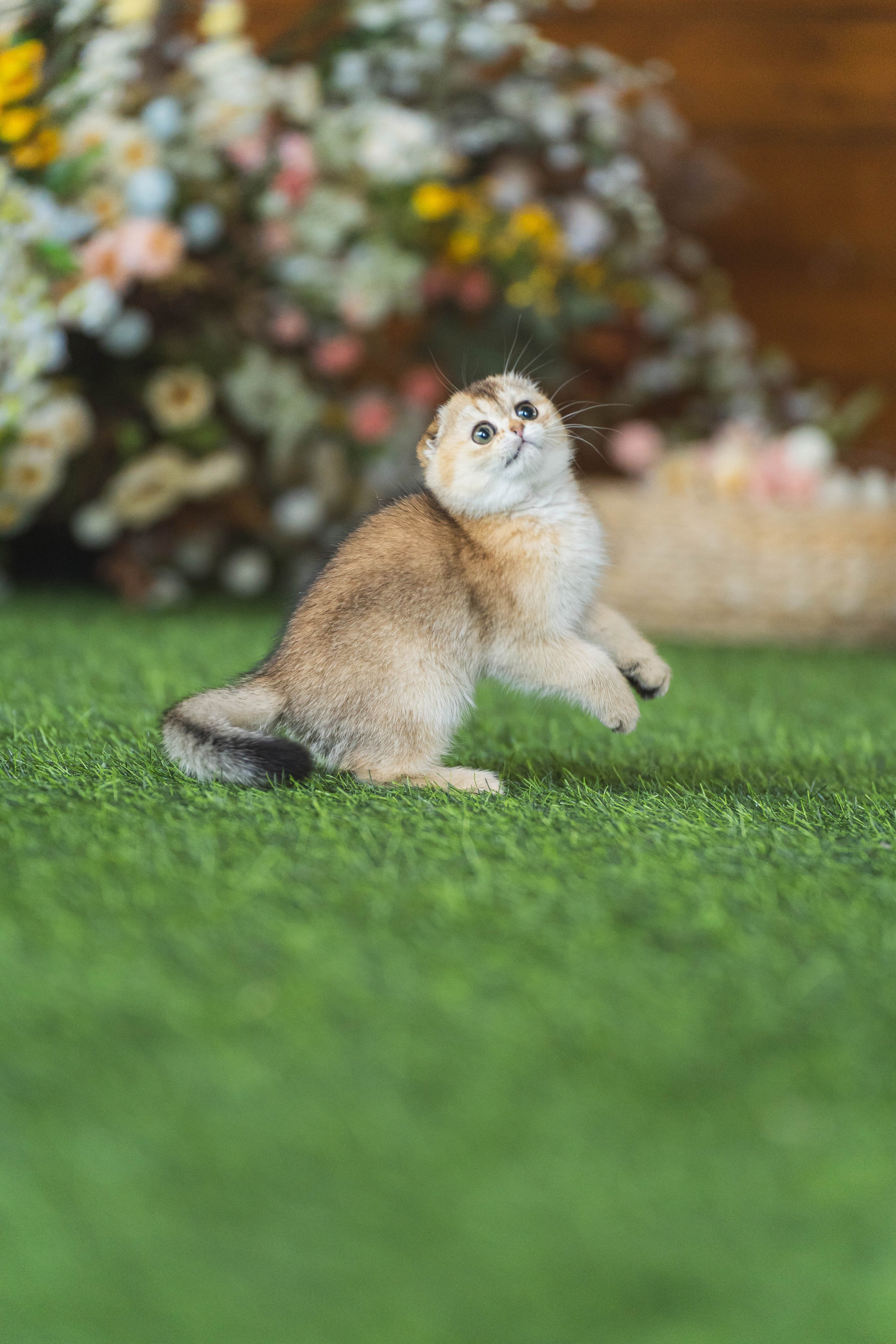 Питомник Шотландских кошек. Фотограф в Москве Ленарская Дарья