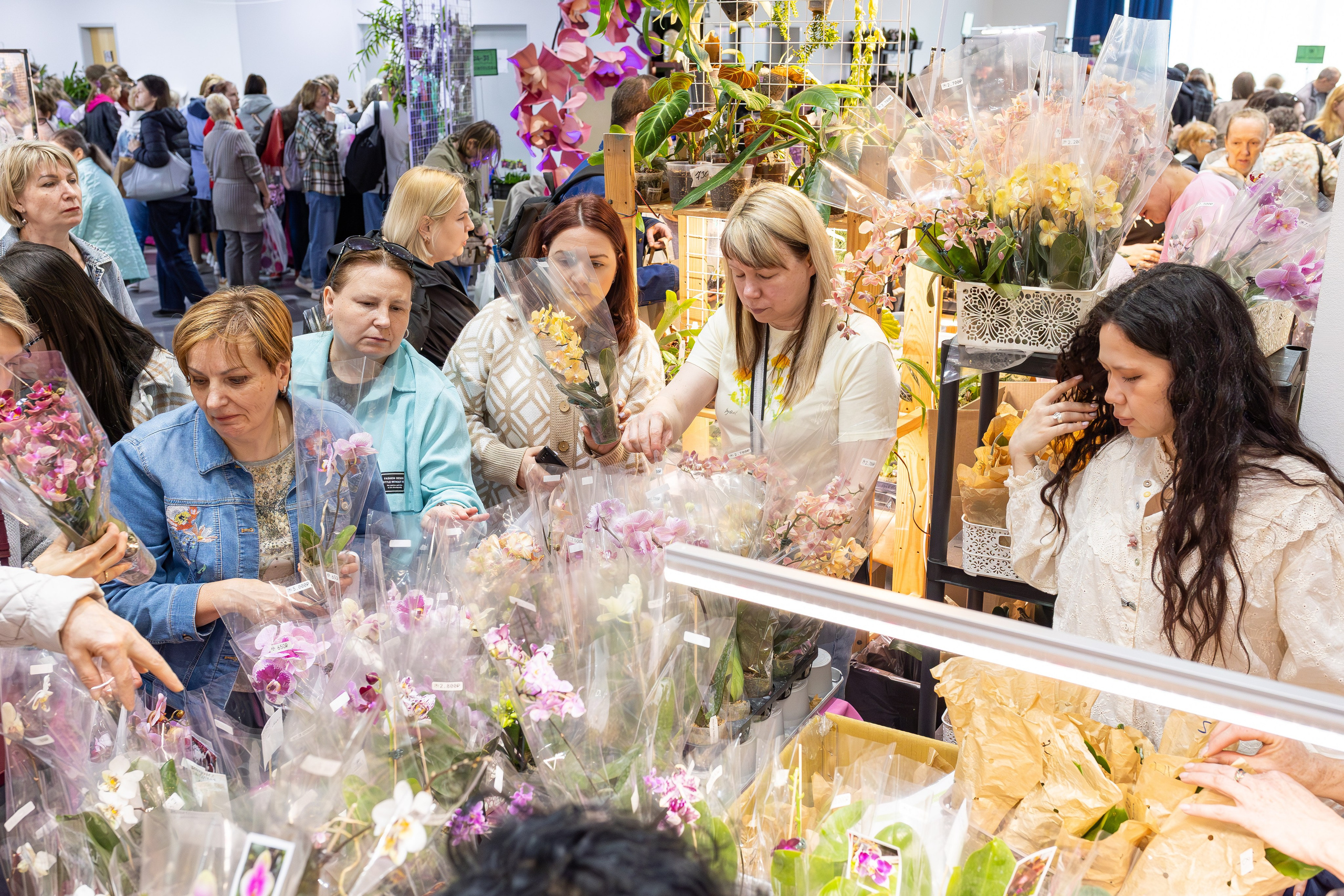 Орхидиум май 2025. Александра Куликова фотограф, Москва