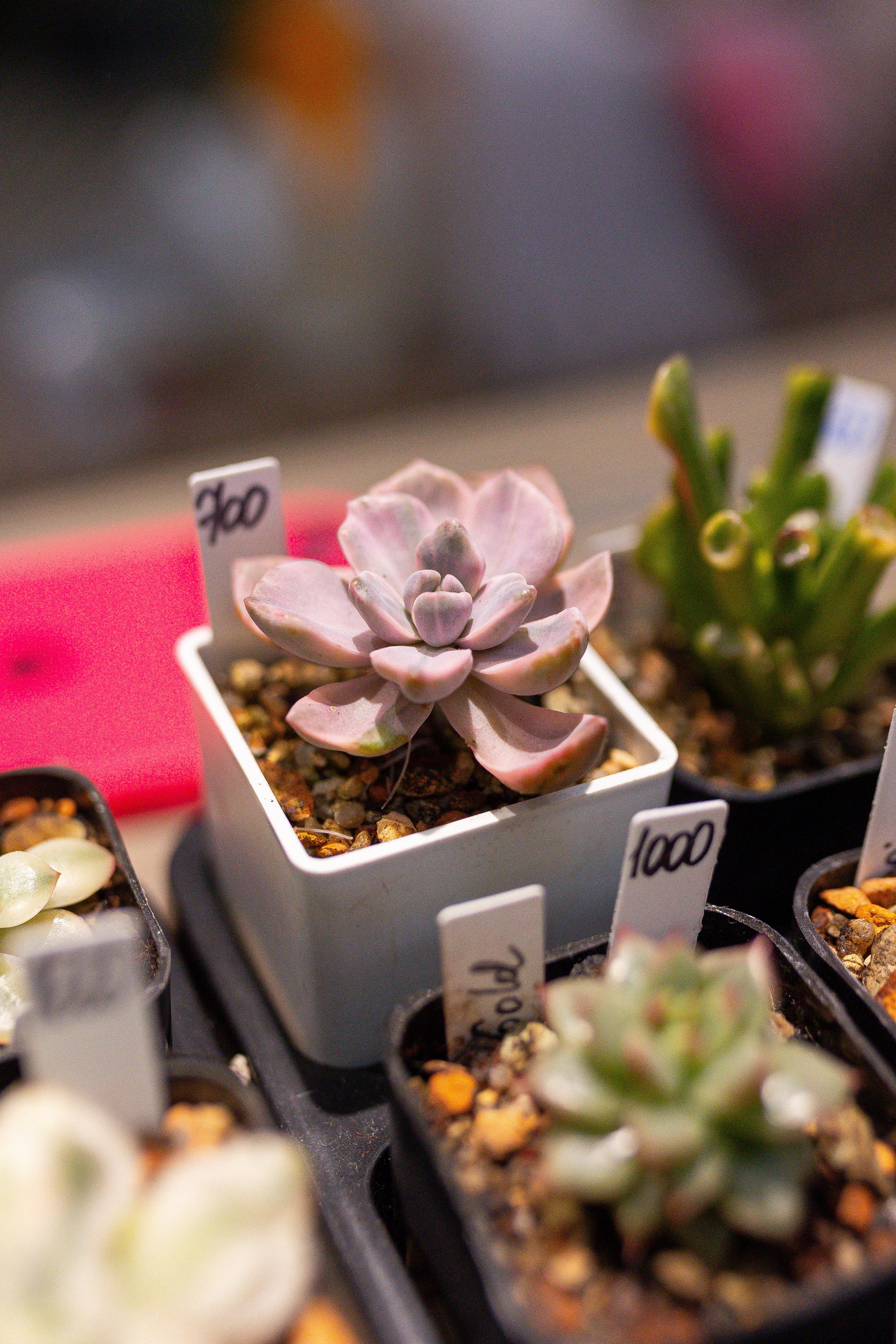 Ярмарка Green Rare 20.09.25. Александра Куликова фотограф, Москва