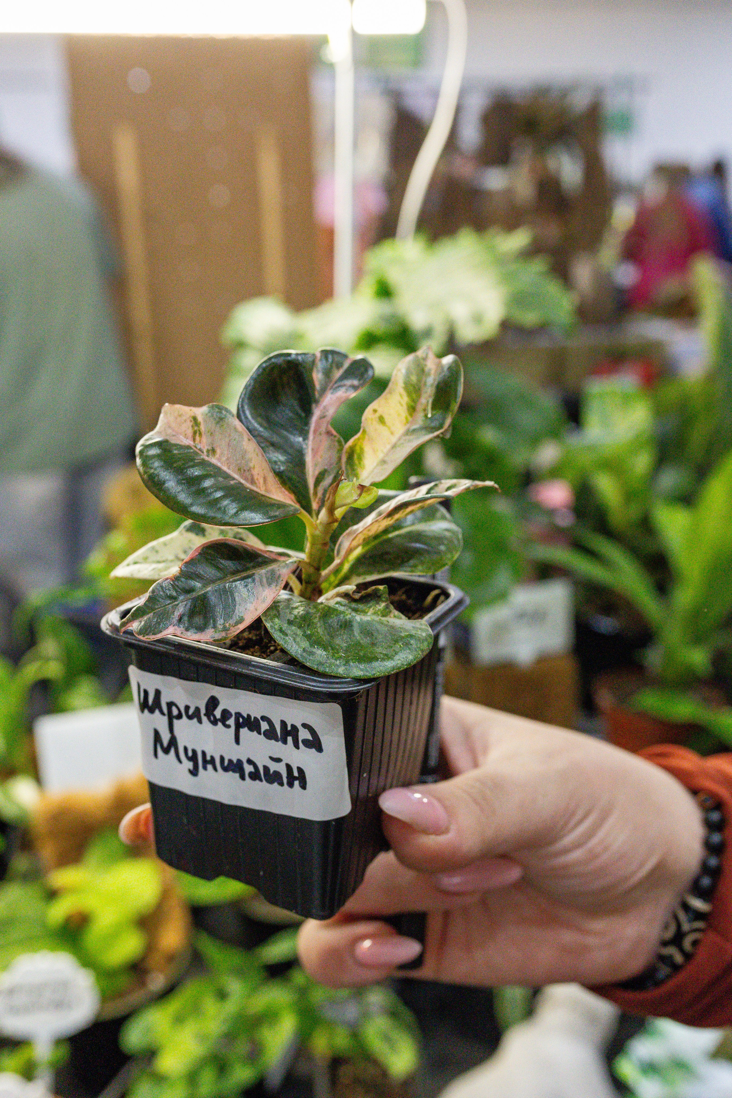 Монстериум апрель 2025. Александра Куликова фотограф, Москва