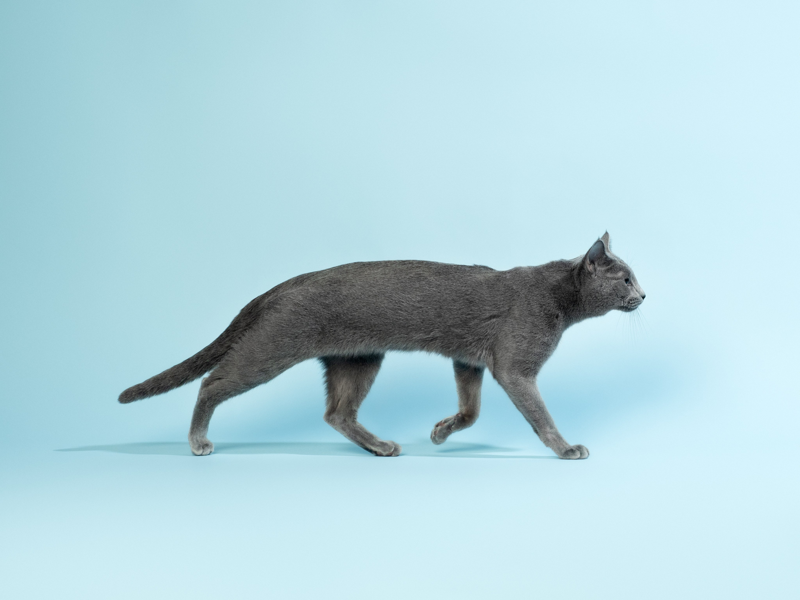 Студийная съёмка. Фотограф животных и людей в Санкт-Петербурге Дарья Быстрицкая