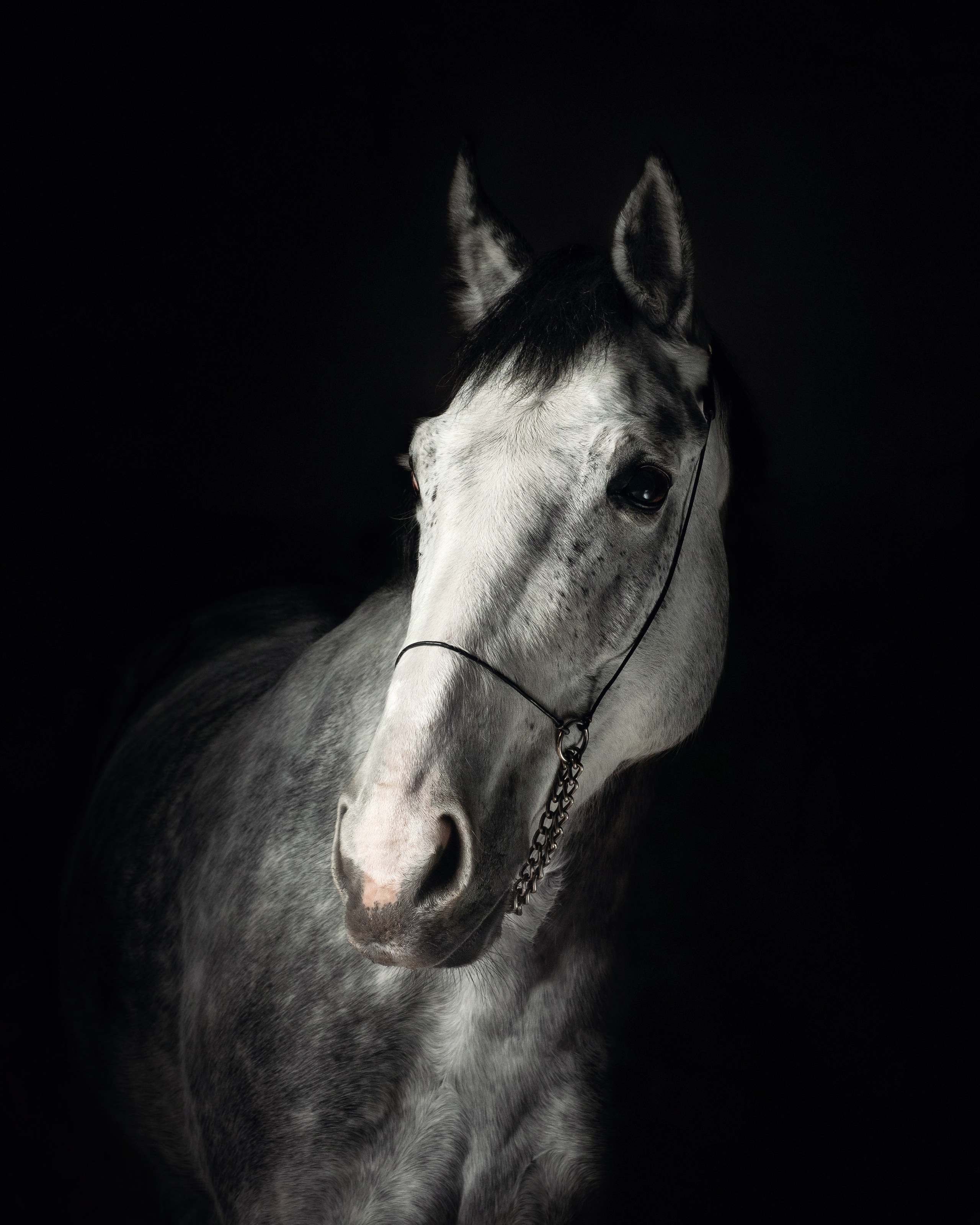 Домашняя съёмка. Фотограф животных и людей в Санкт-Петербурге Дарья Быстрицкая