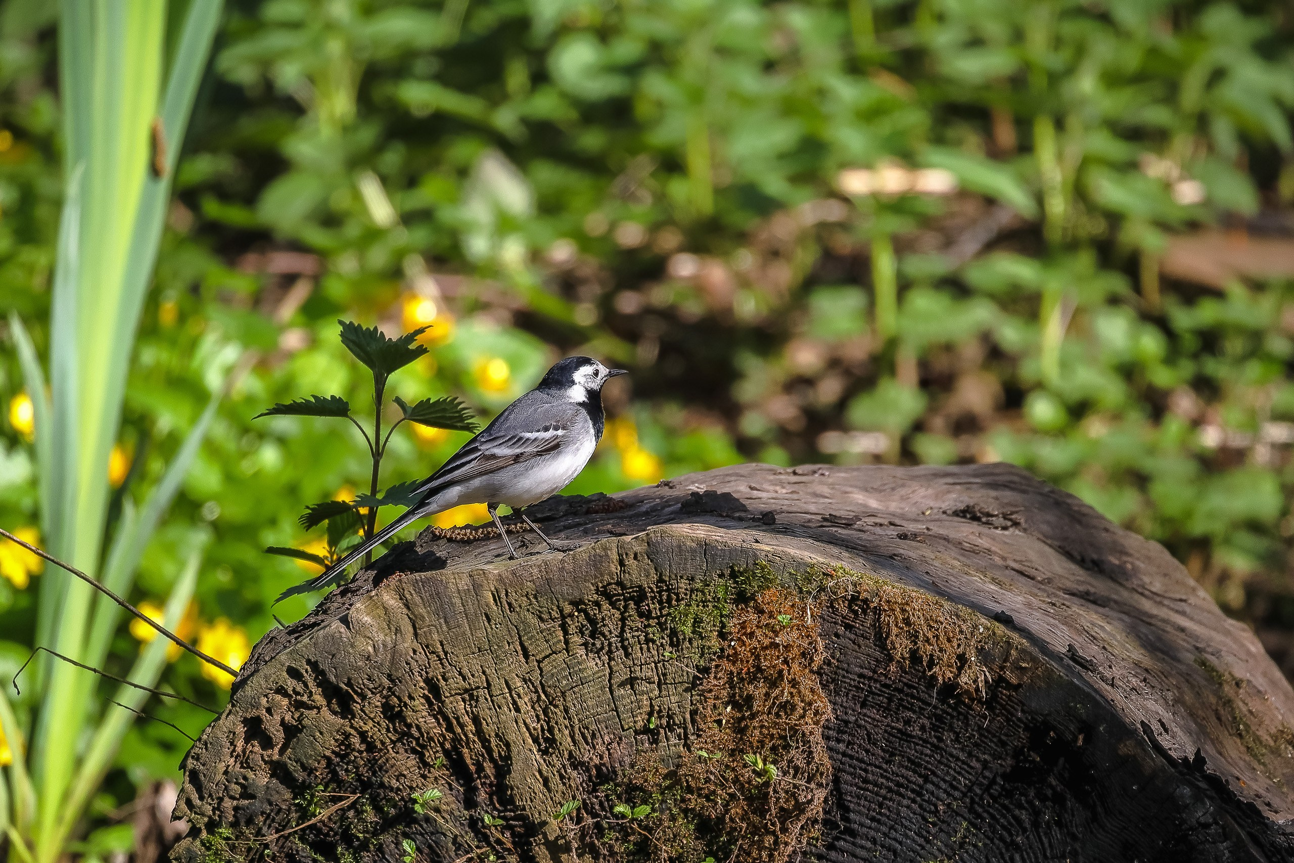 Трясогузка птица