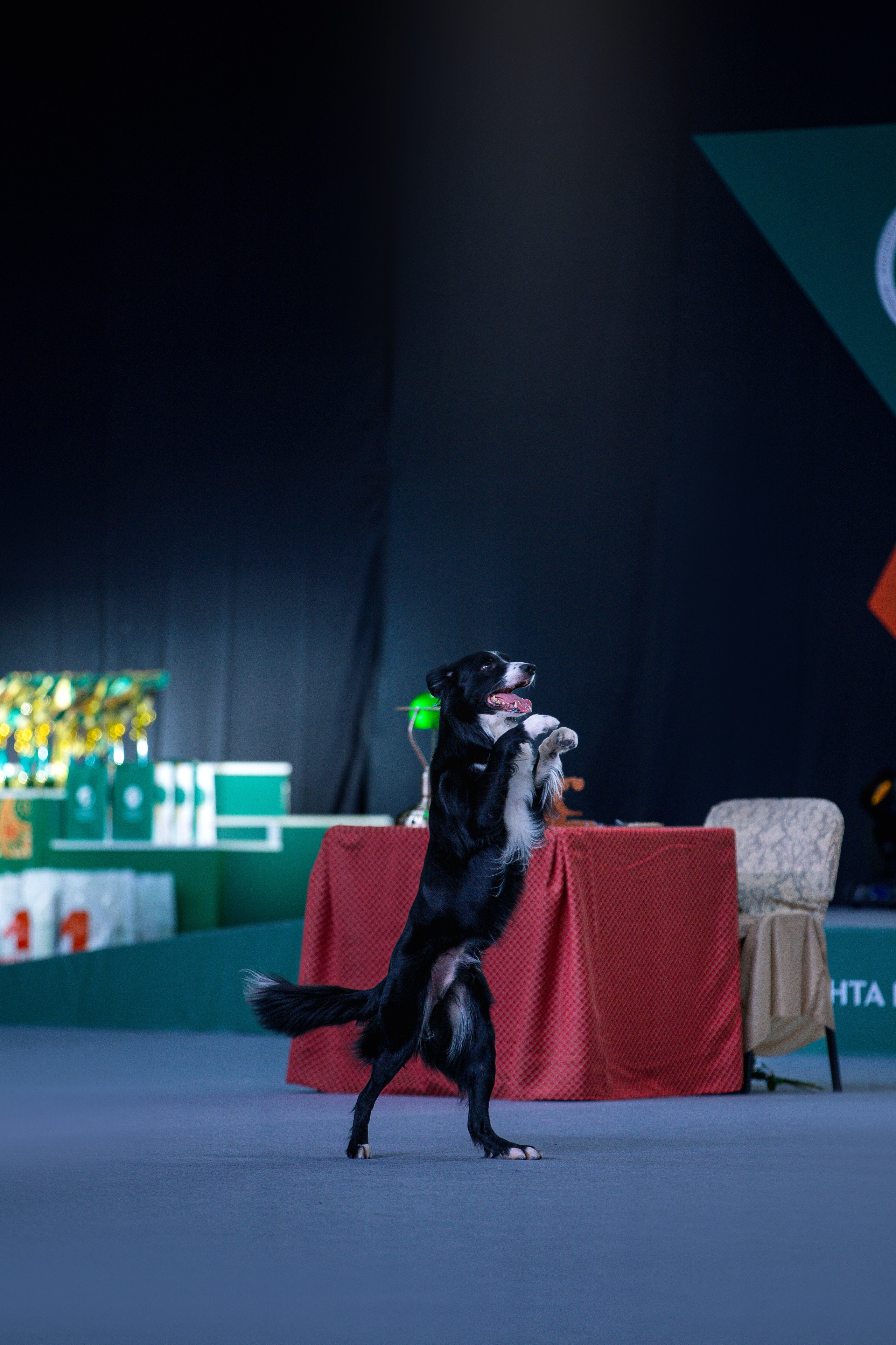 Евразия 2023. Фотограф анималист в Москве Майорова Евгения