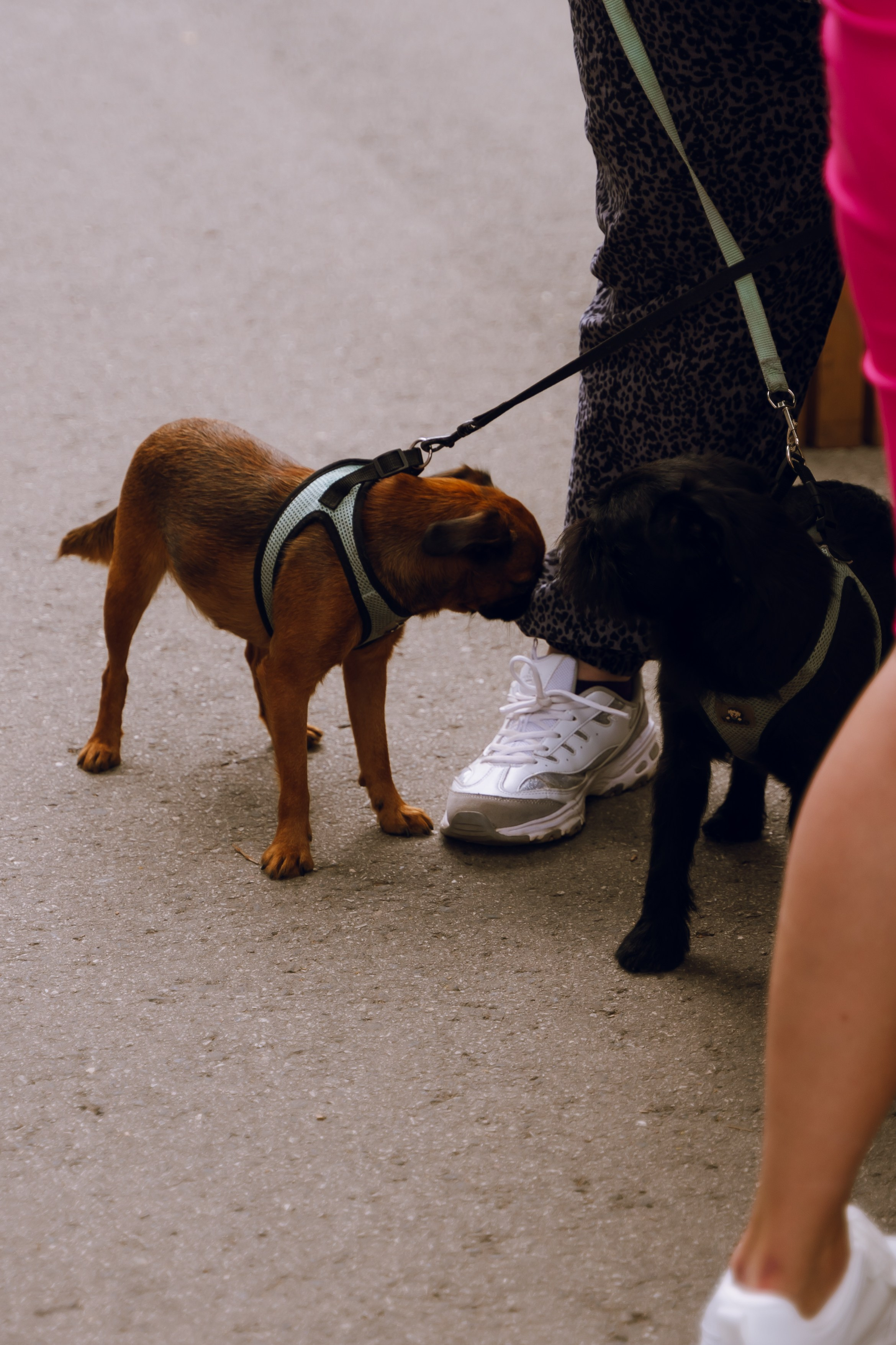Площадка фестиваля «Мампус и его друзья» в Лесопарке 2025. Фотограф Надежда Погребняк | Рязань | Москва