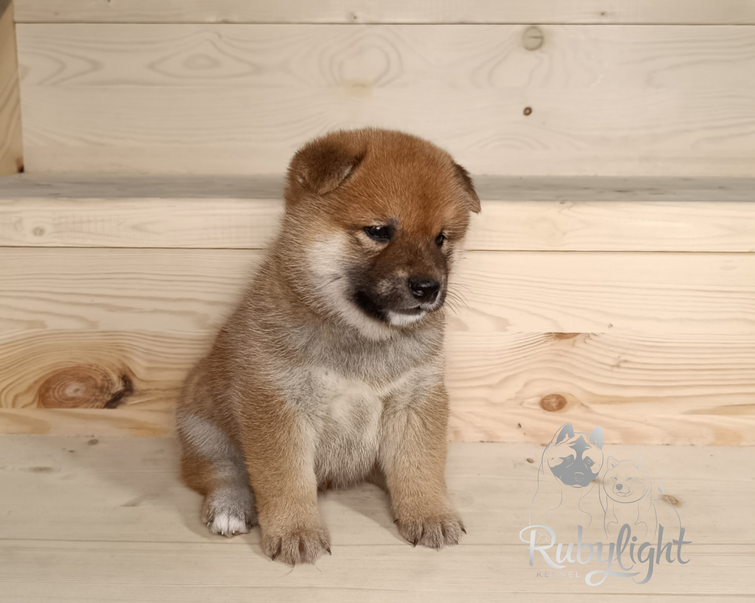 Сиба Rubylight Everest питомник Рубилайт 