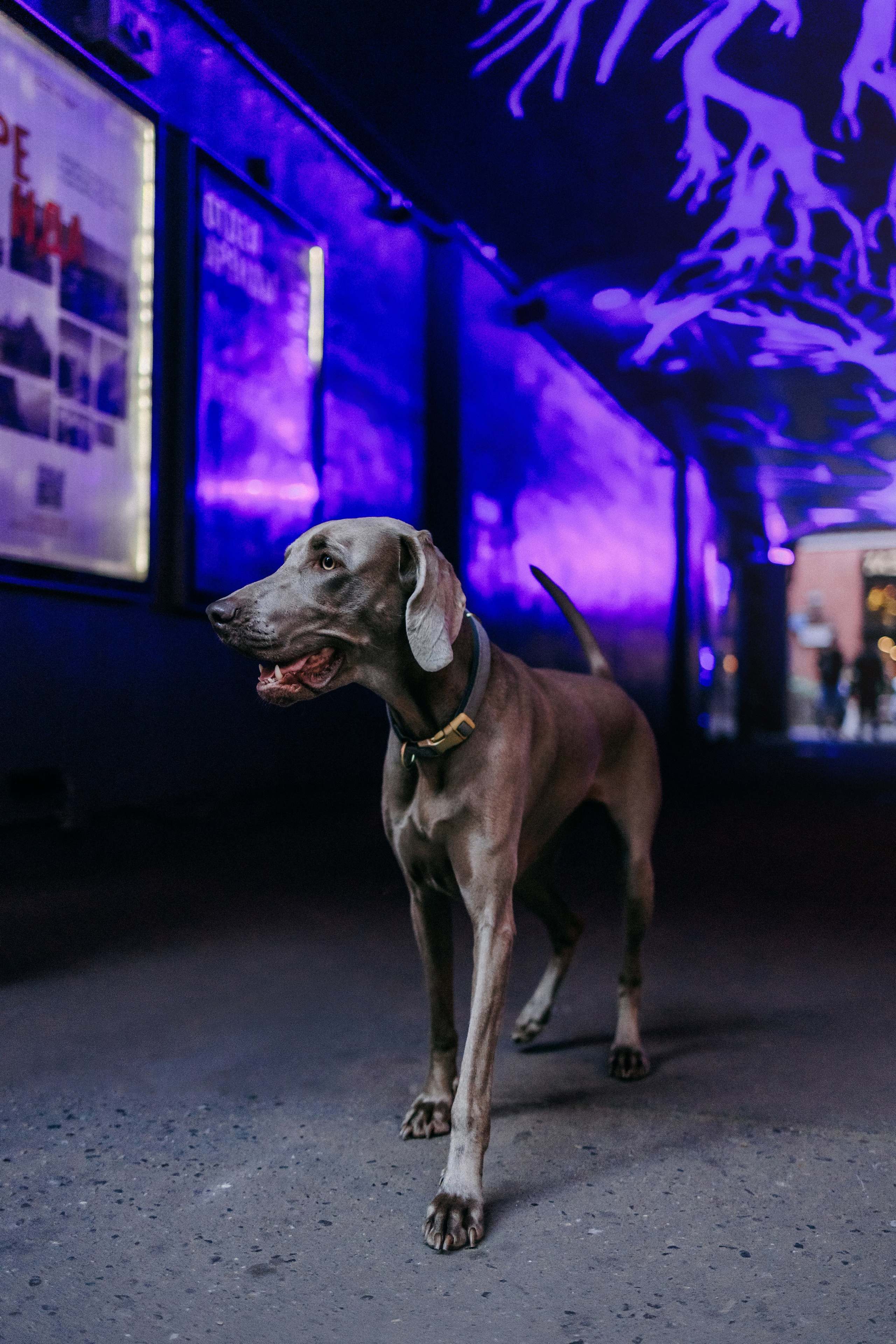 Соня и Майли. Фотограф-анималист Елена Радченко, Москва