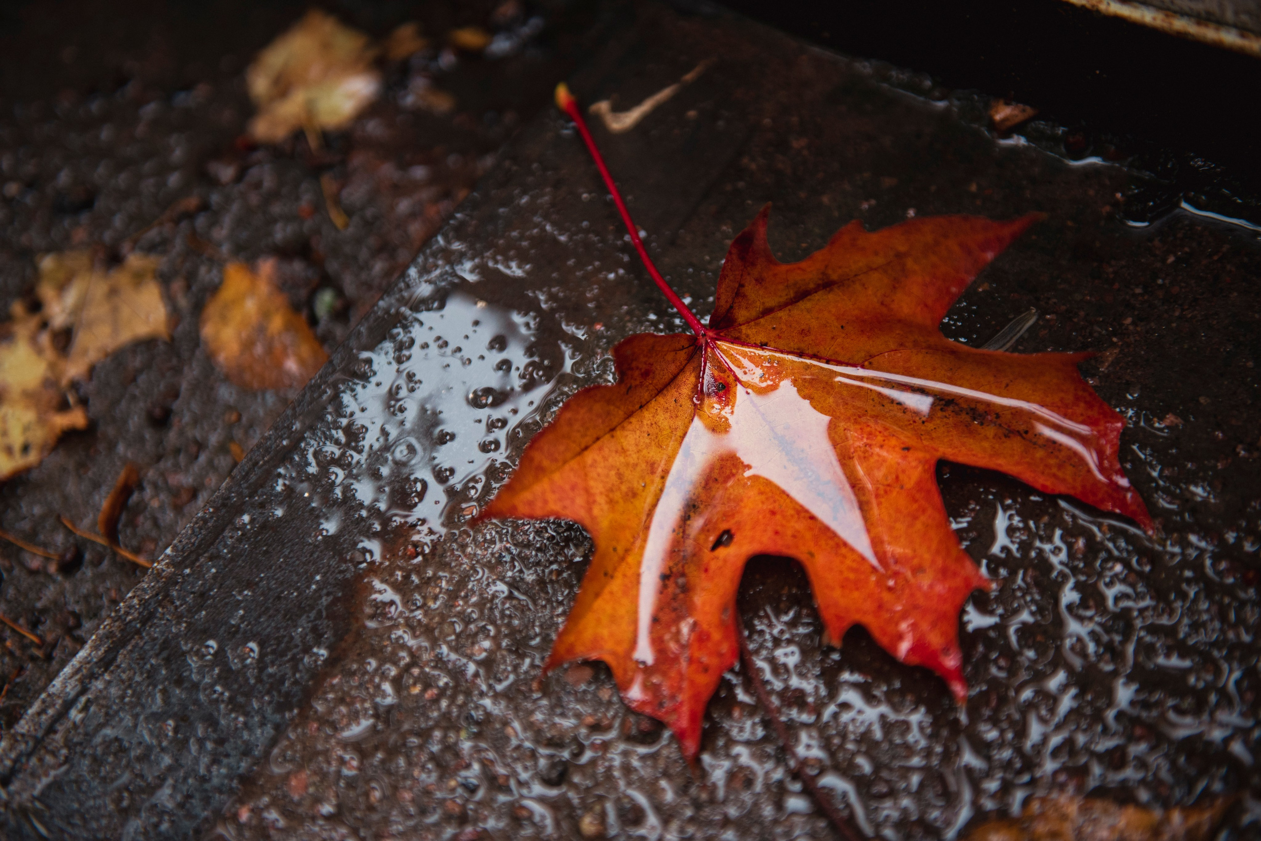 Осень. Портретный и архитектурный фотограф в Москве и Санкт-Петербурге