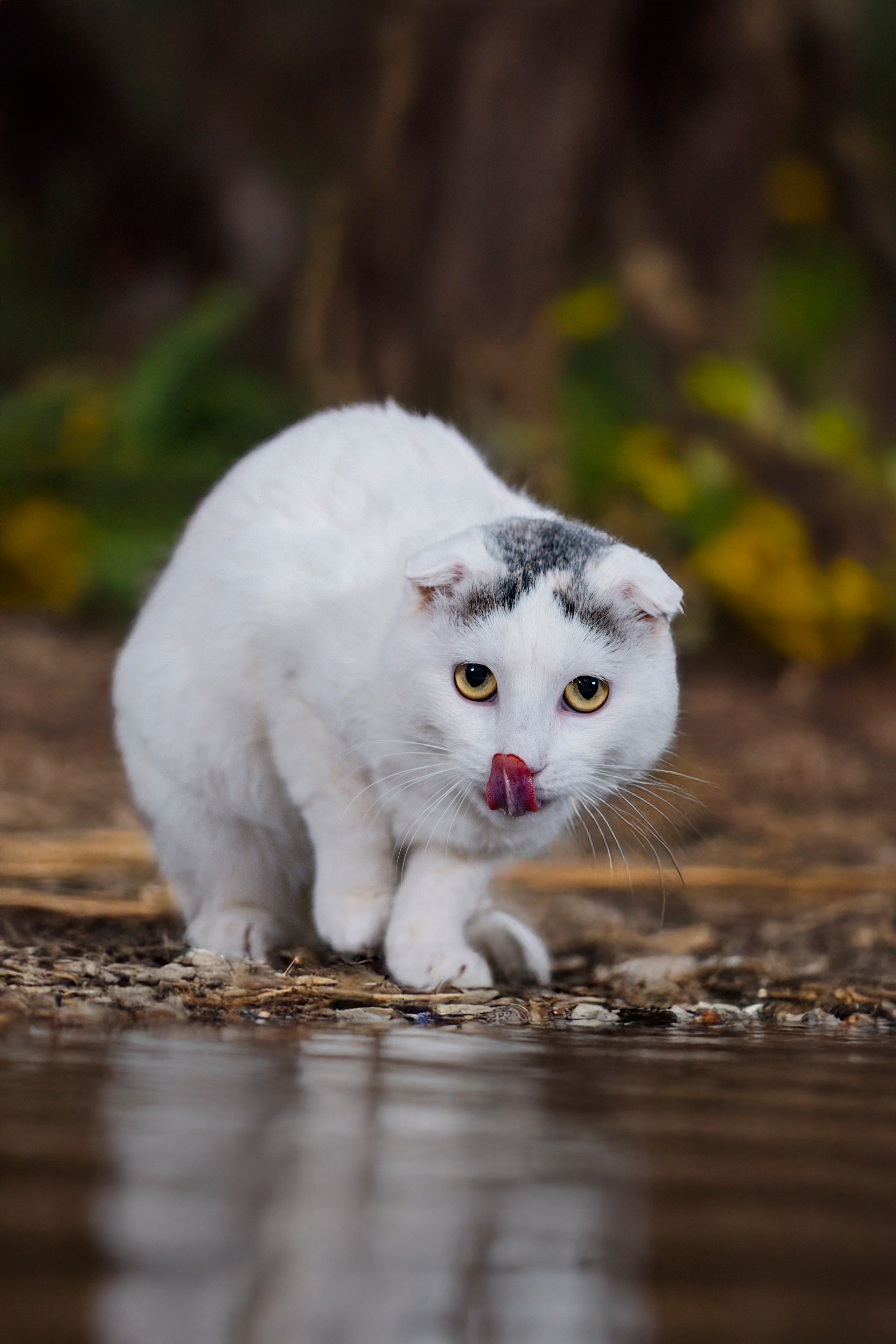 Передержка котиков. Фотограф анималист в Санкт-Петербурге Таша Крейв