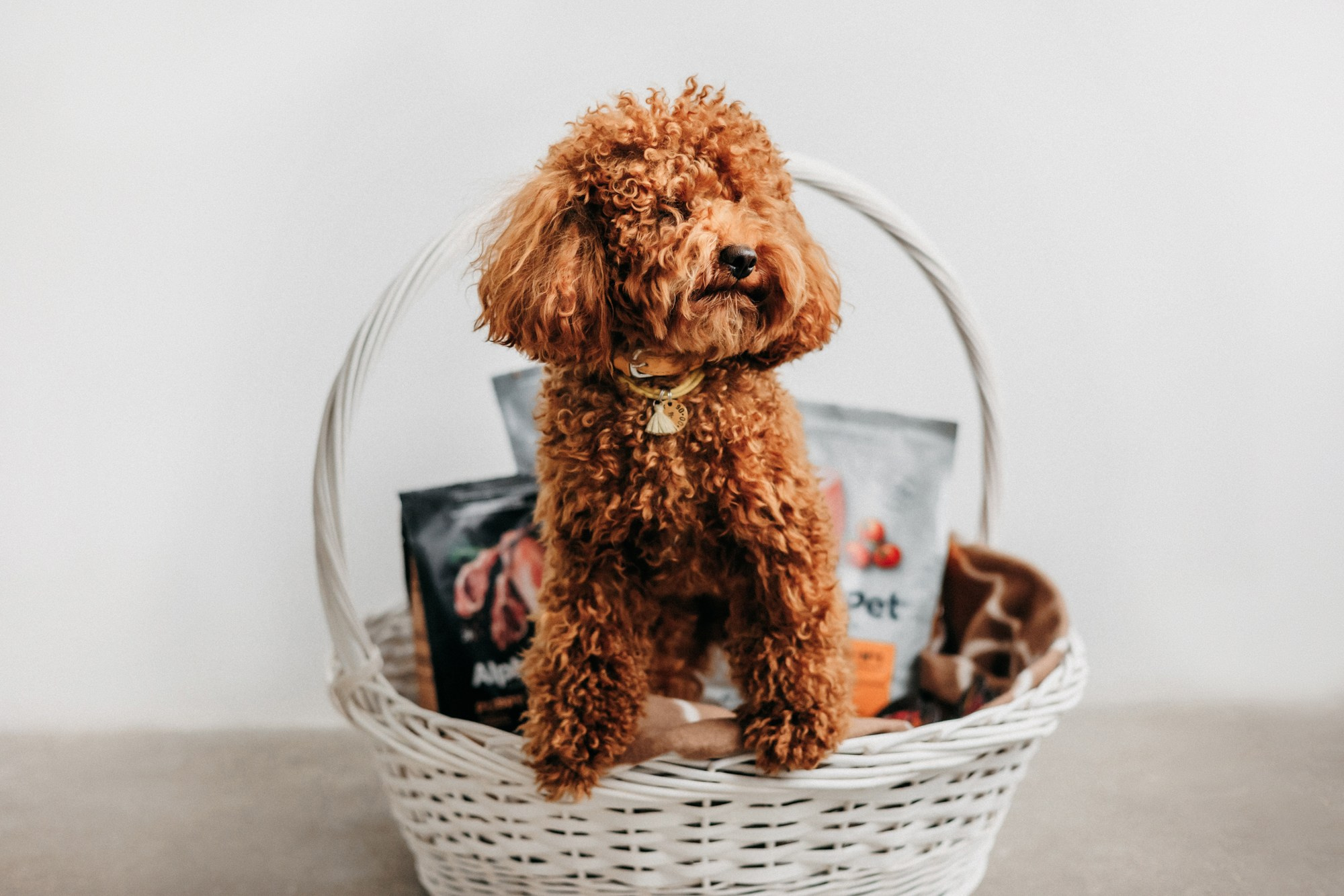 Корма Alpha Pet. Фотограф-анималист Елена Радченко, Москва