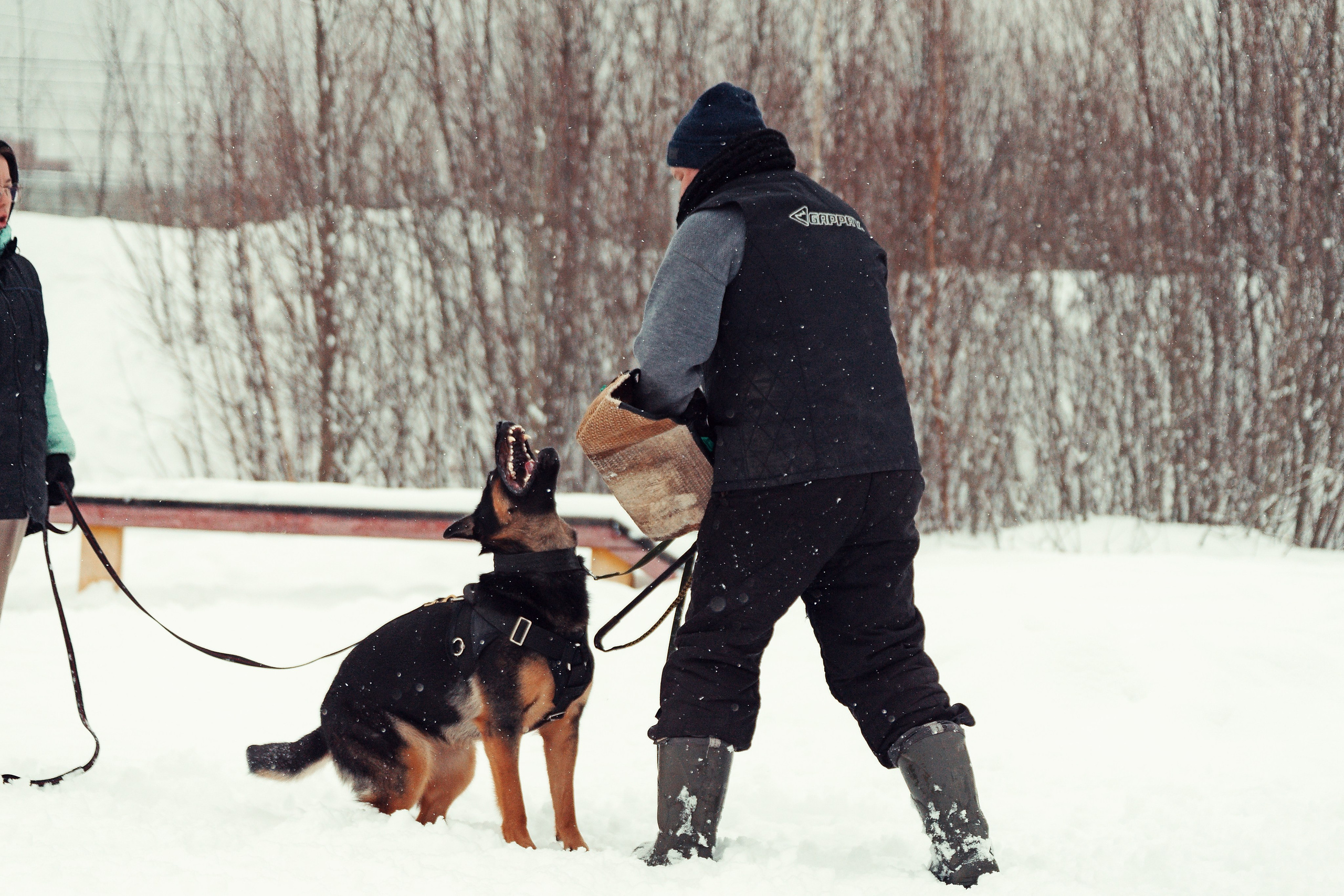 Репортажная съемка. Фотограф-анималист Нижний Новгород
