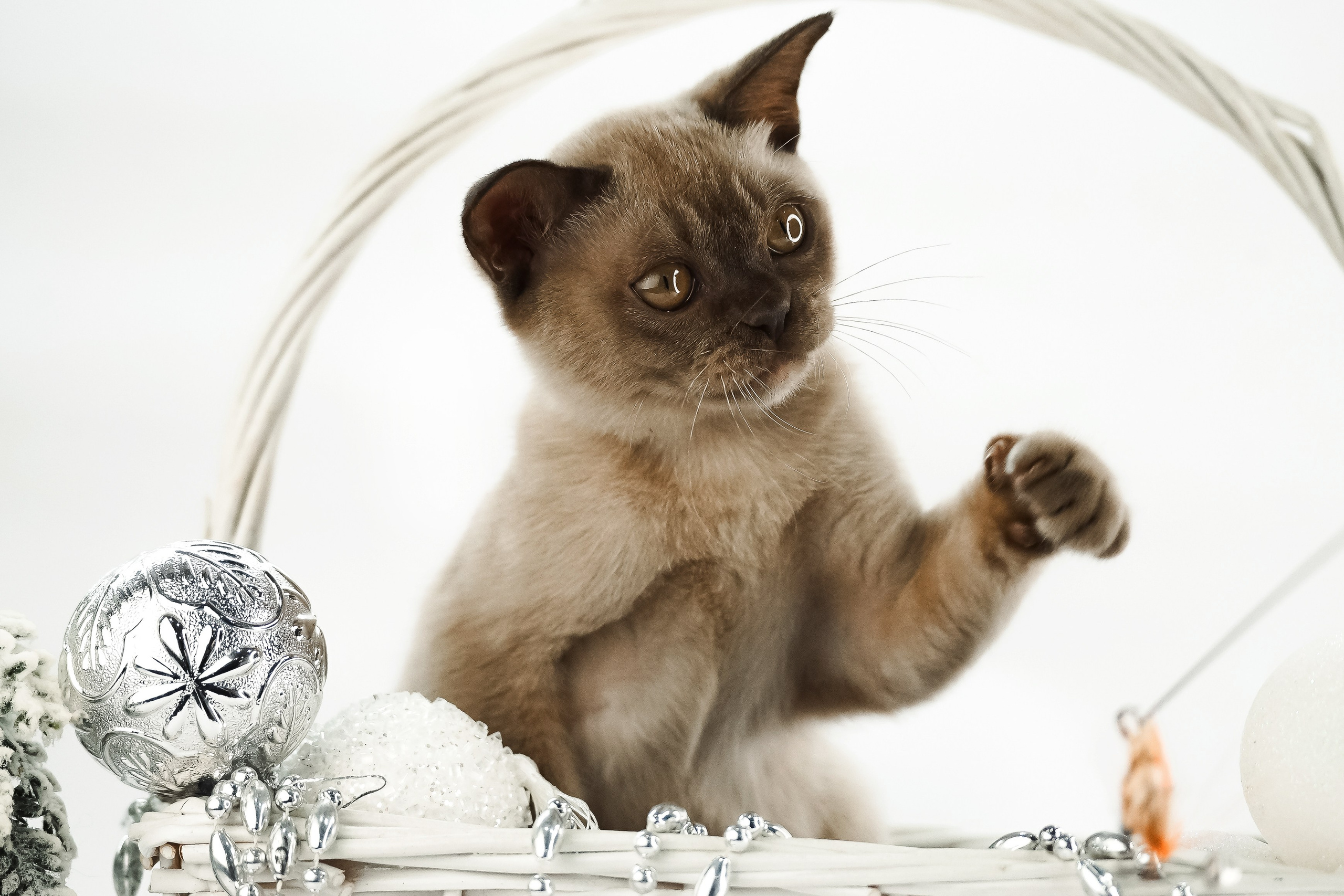 Щенки/котята. Фотограф-анималист Нижний Новгород