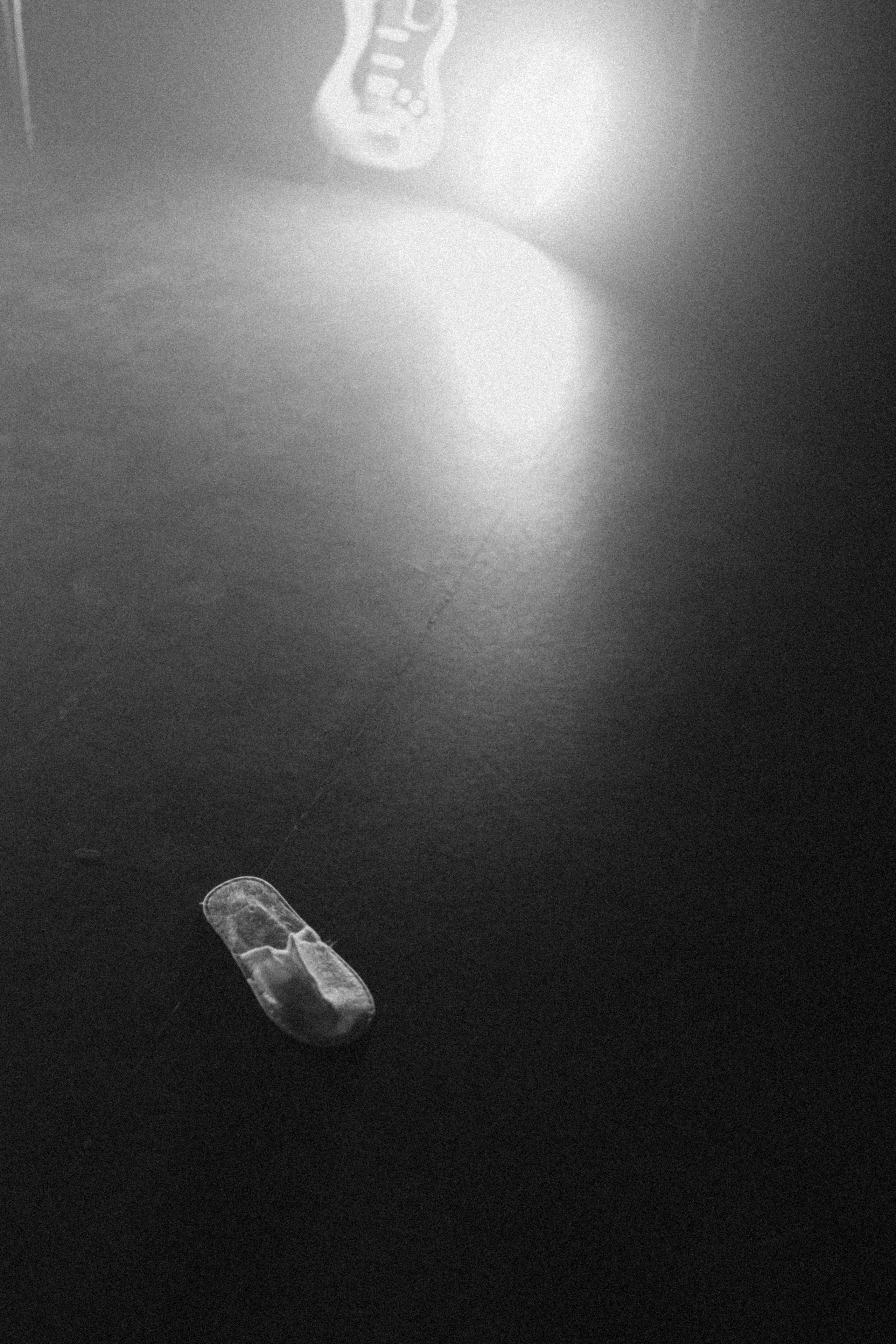 Котики. Свадебный фотограф Наташа Алешина